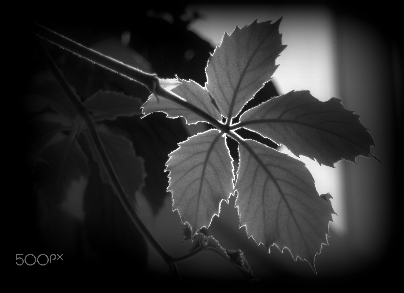 Sigma 28-90mm F3.5-5.6 Macro sample photo. Chestnut vine photography