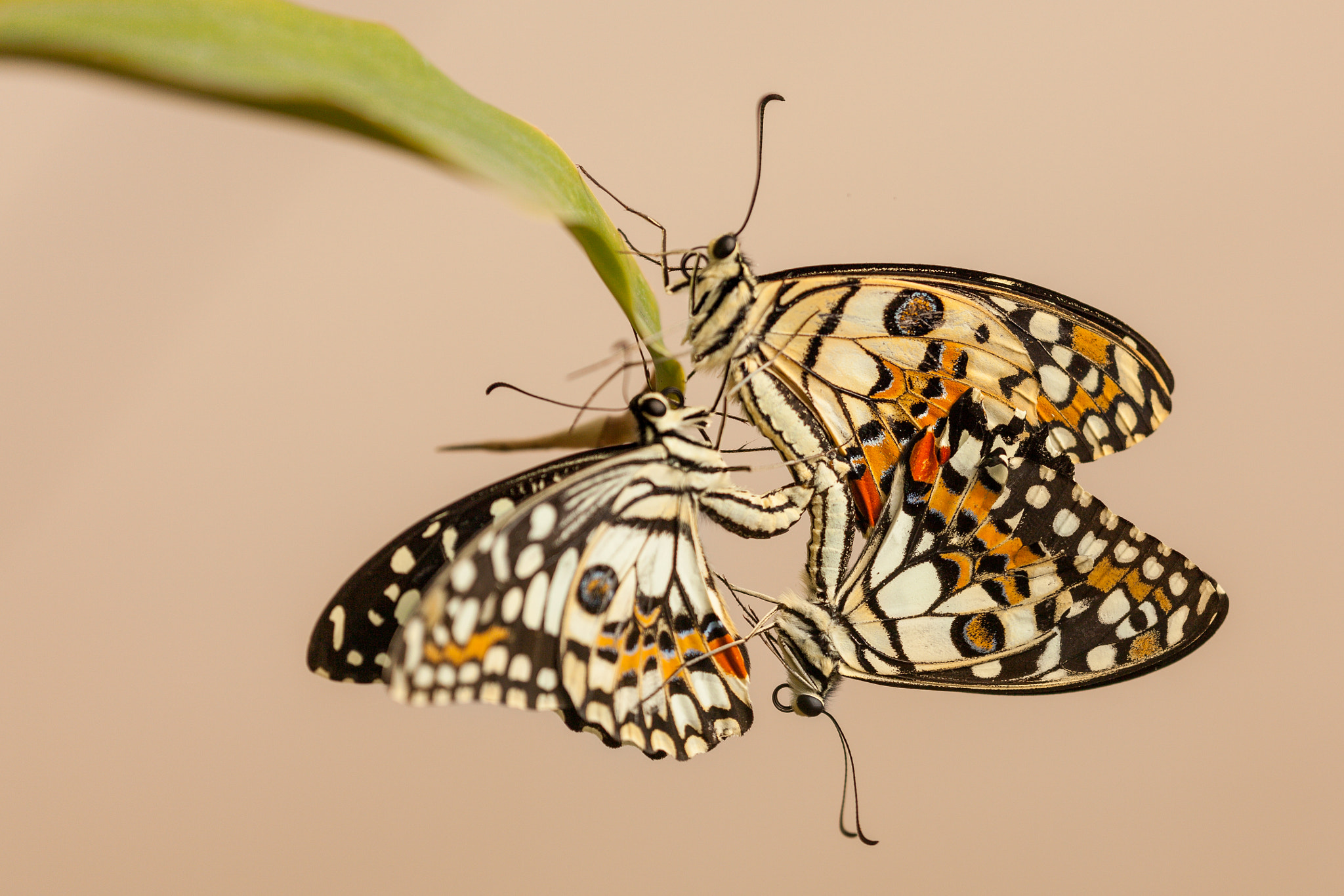 Canon EF 180mm F3.5L Macro USM sample photo. Butterfly,mating photography