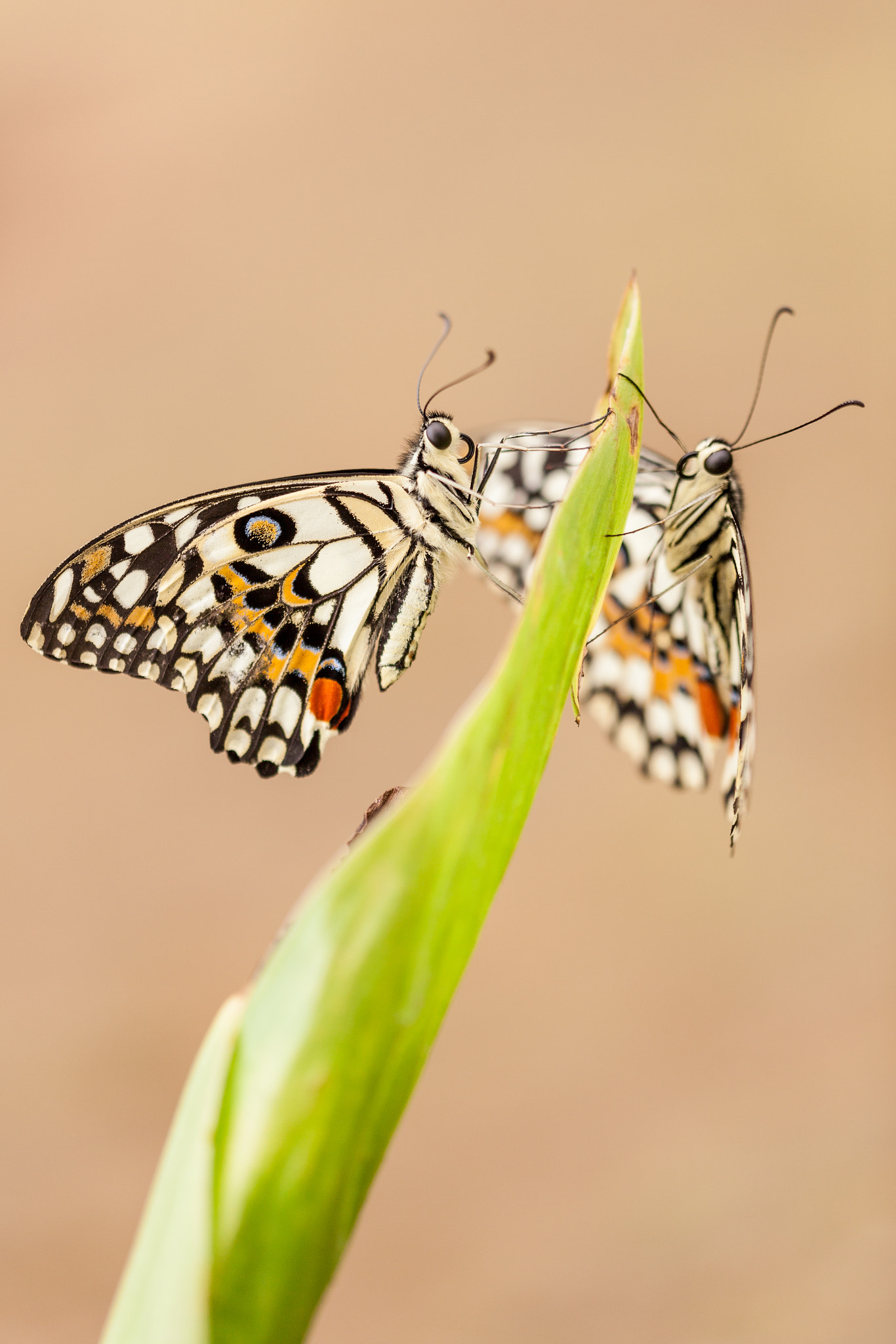 Canon EF 180mm F3.5L Macro USM sample photo. Butterfly photography