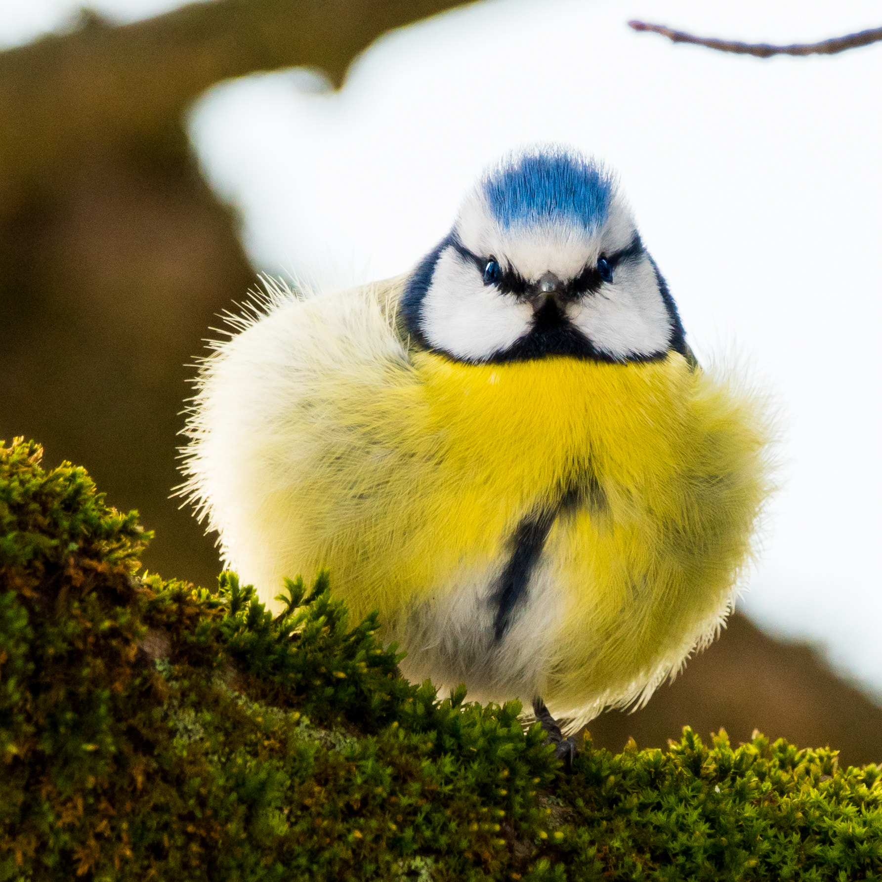 Sony ILCA-77M2 + Sony 70-400mm F4-5.6 G SSM sample photo. Parus major photography