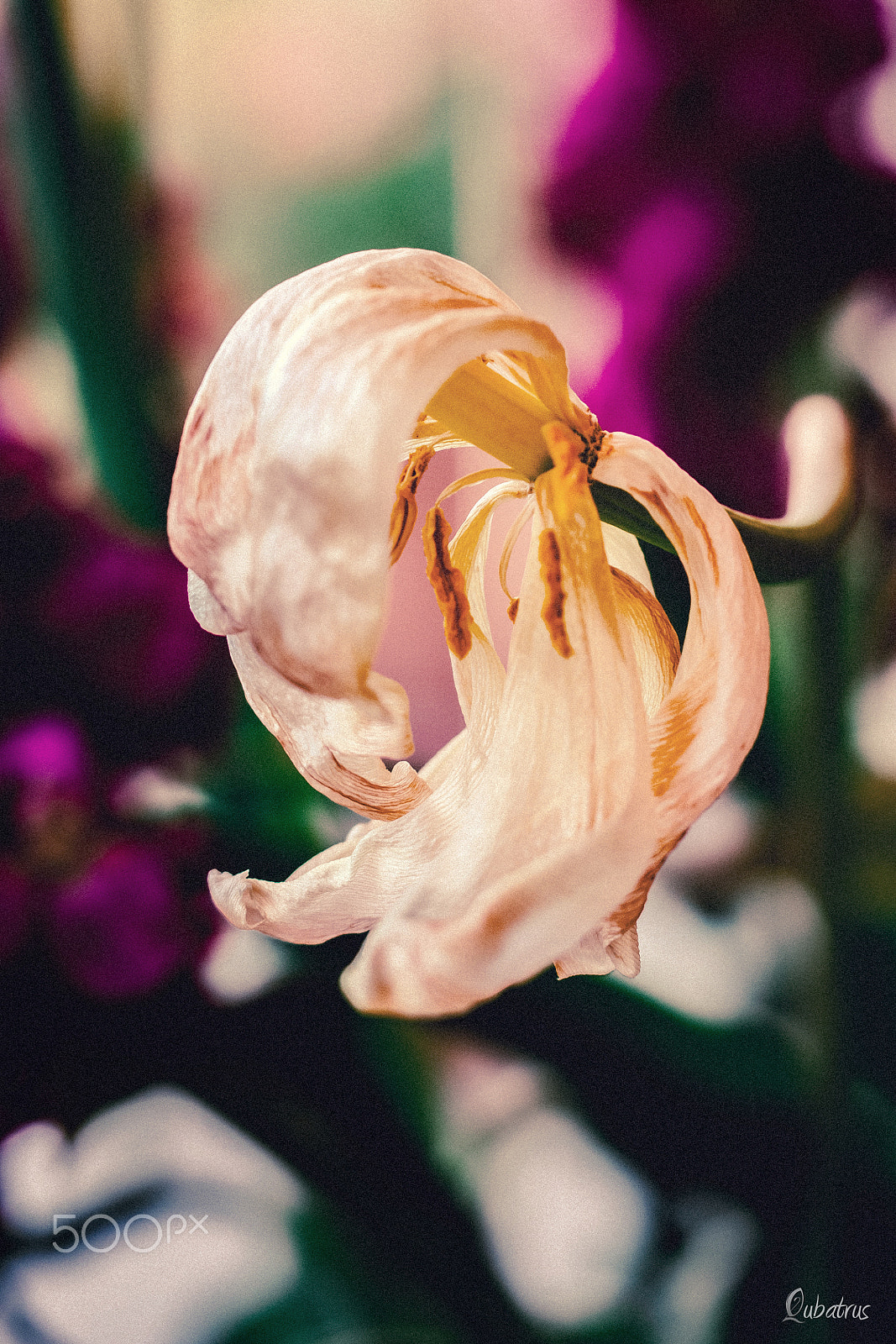 Olympus PEN E-PL5 sample photo. The pride photography