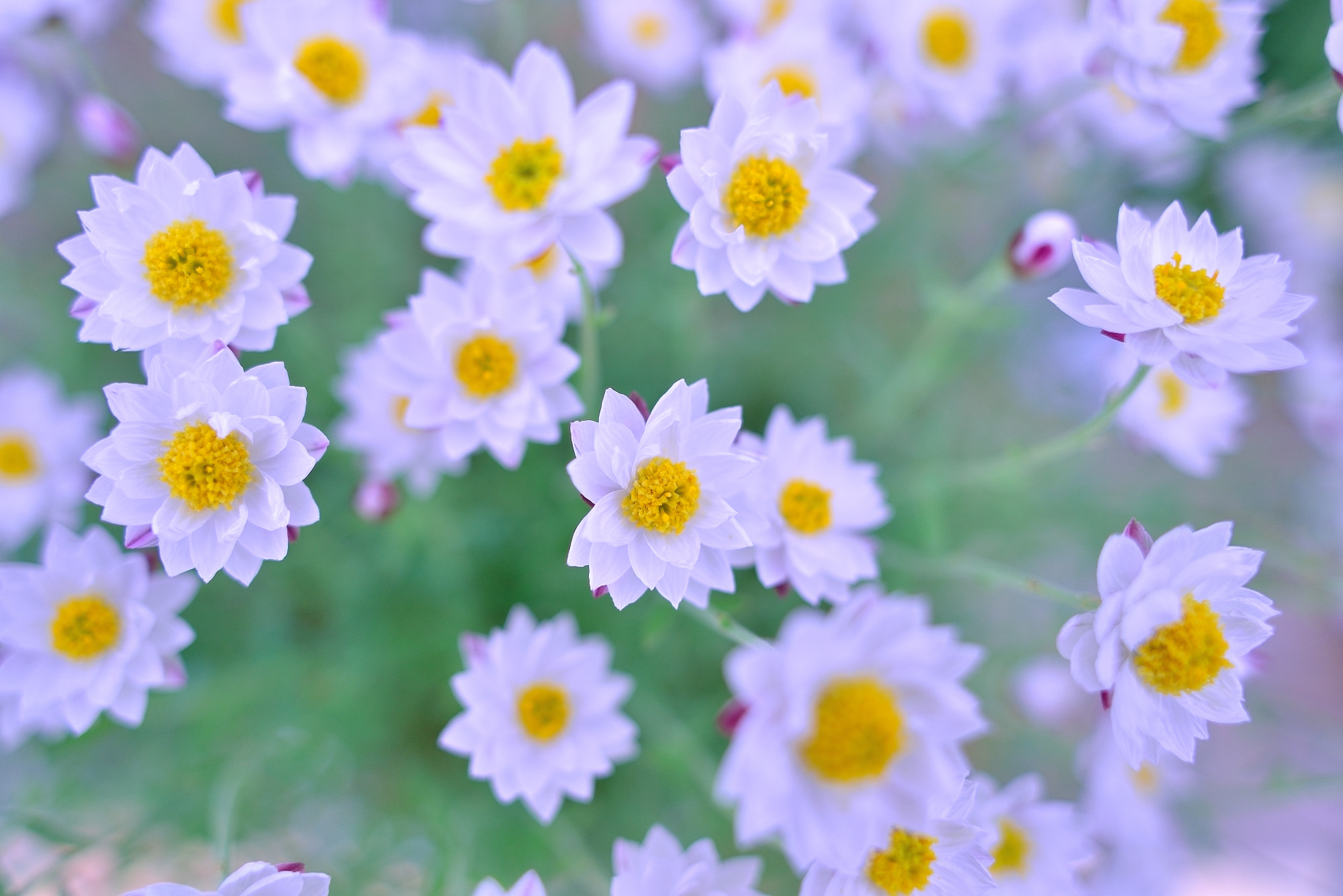Nikon D600 + Sigma 24mm F1.8 EX DG Aspherical Macro sample photo. Helichrysum photography