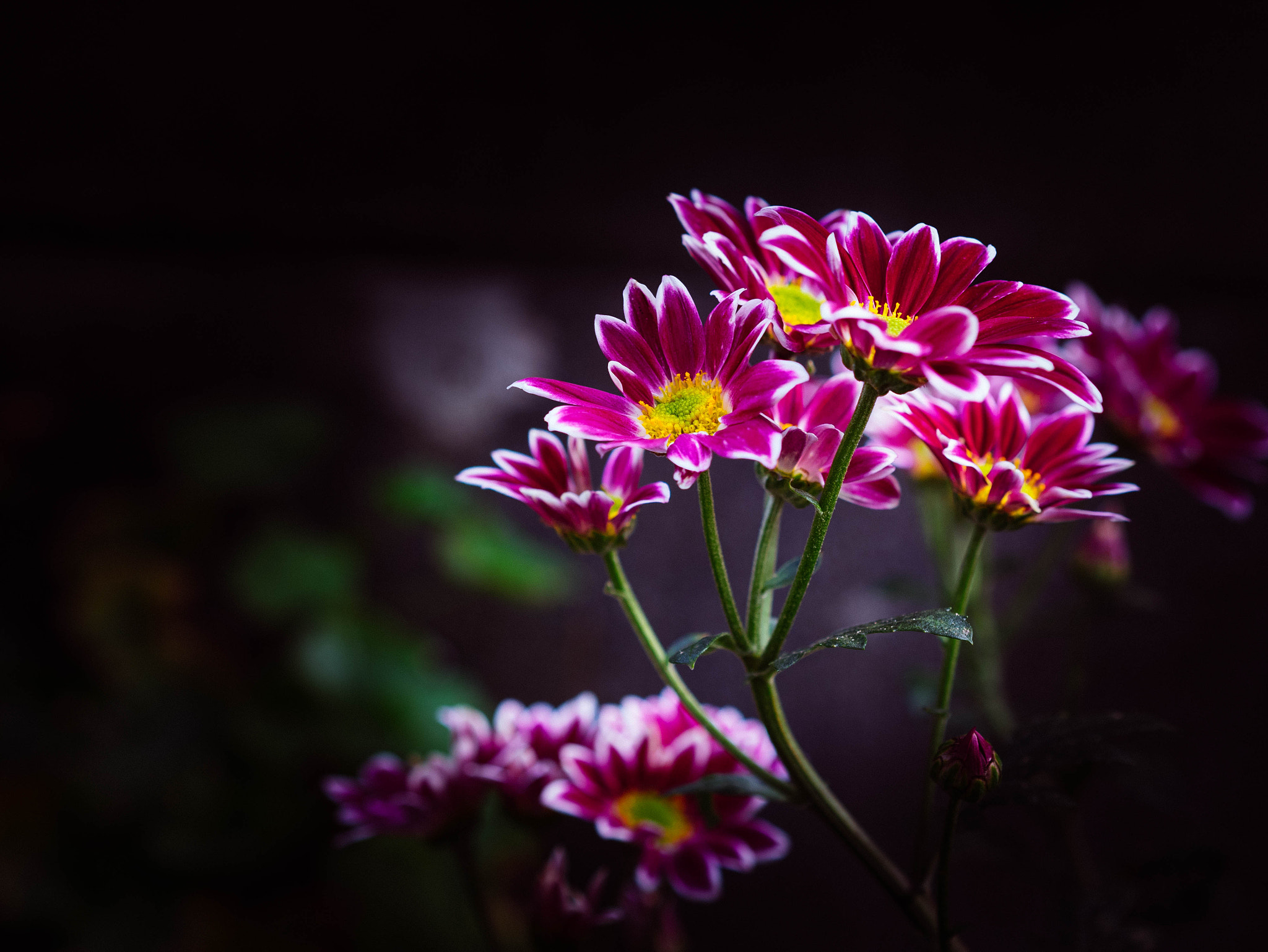 Panasonic Lumix DMC-GM1 + Olympus M.Zuiko Digital 45mm F1.8 sample photo. Chrysanthemum photography