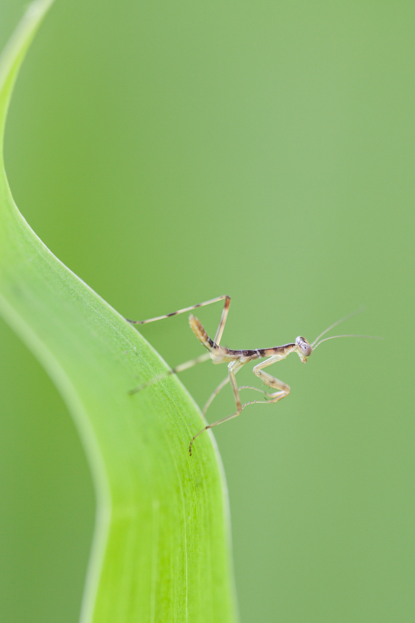 Canon EF 180mm F3.5L Macro USM sample photo. Larva,mantis photography