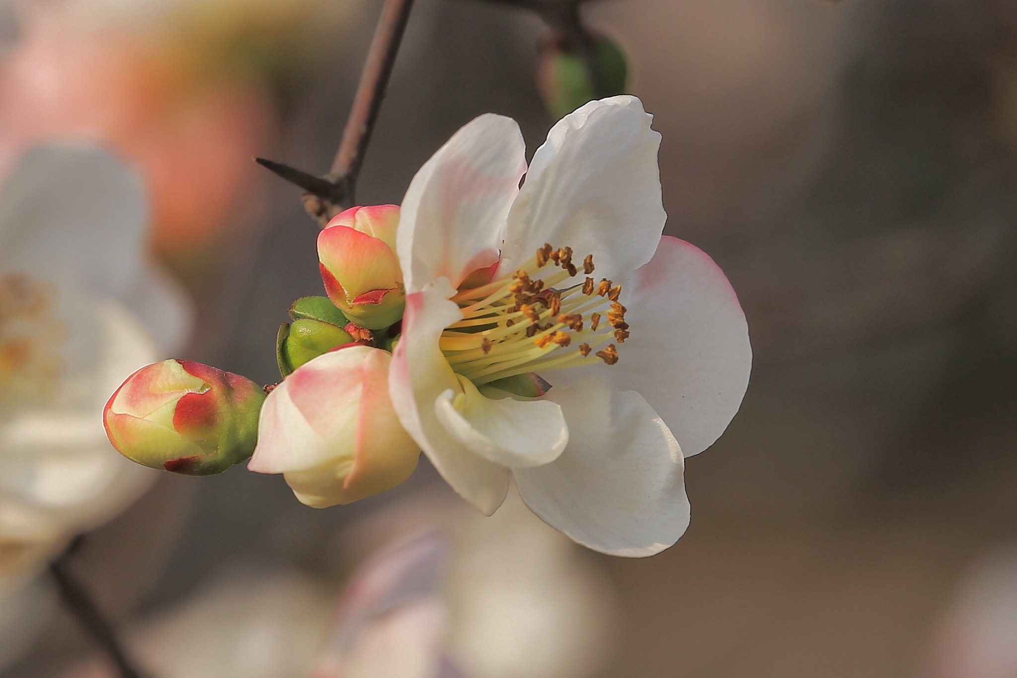 Canon EF 70-300mm F4-5.6L IS USM sample photo