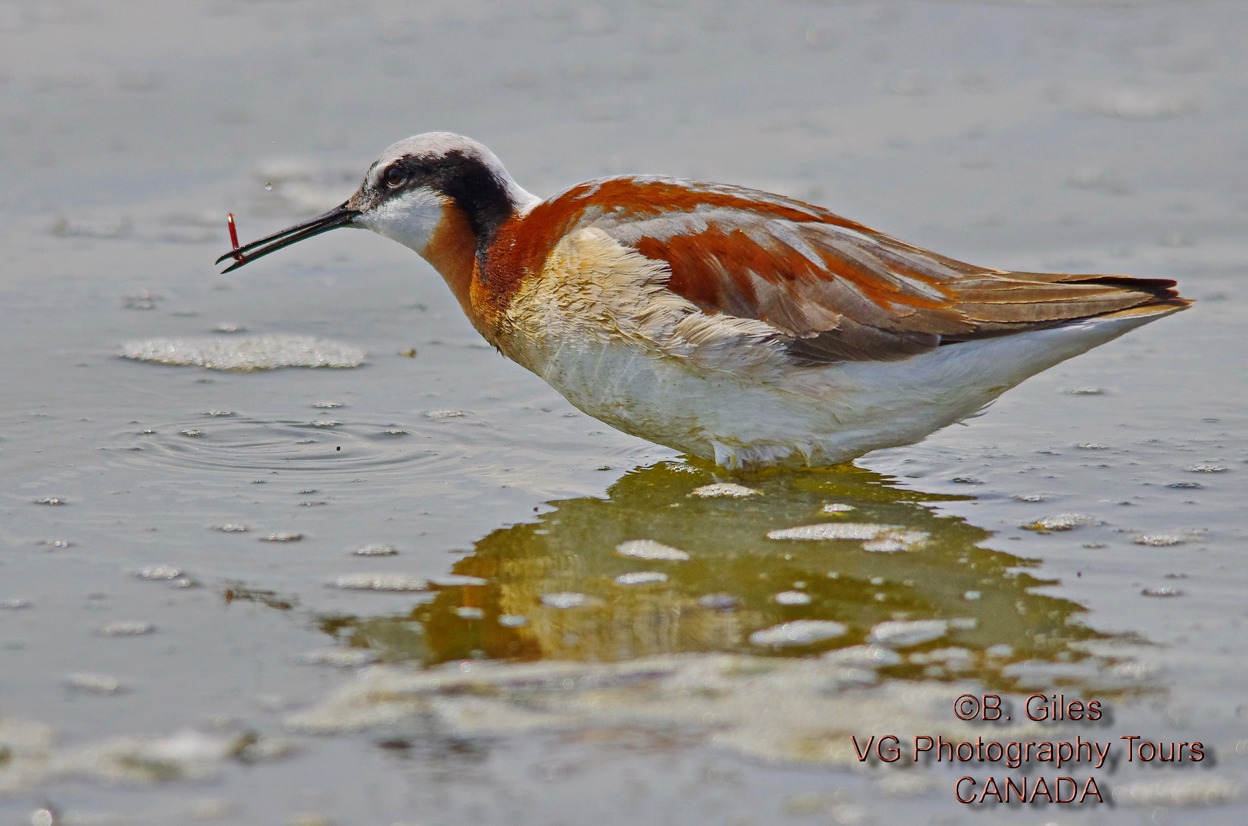 Sigma 150-500mm F5-6.3 DG OS HSM sample photo. Got yaa! photography