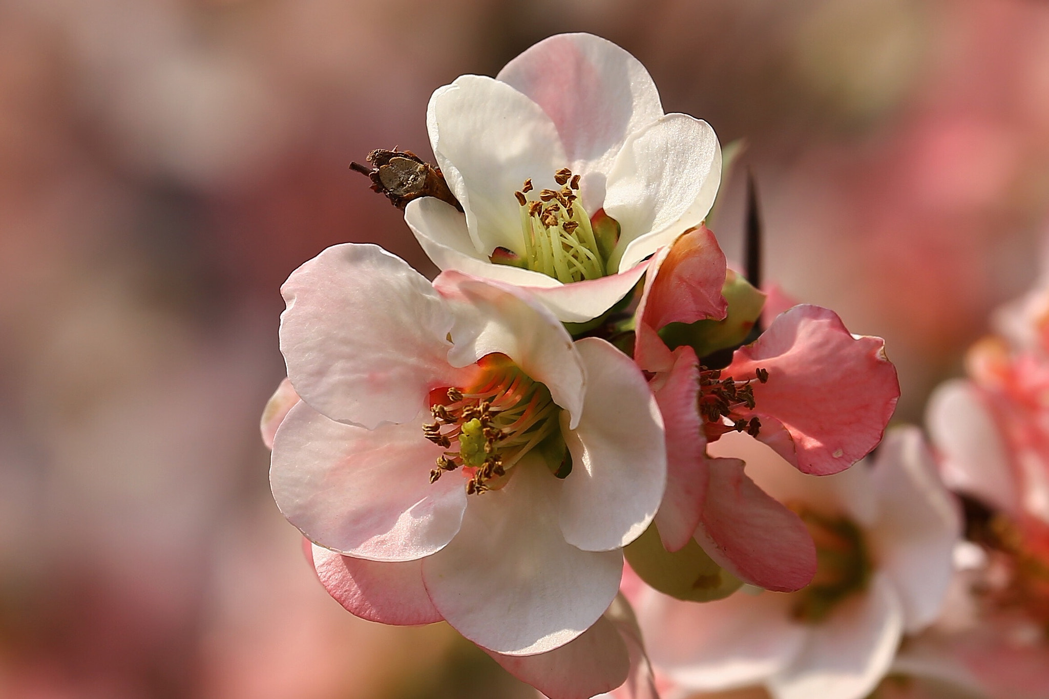 Canon EF 70-300mm F4-5.6L IS USM sample photo