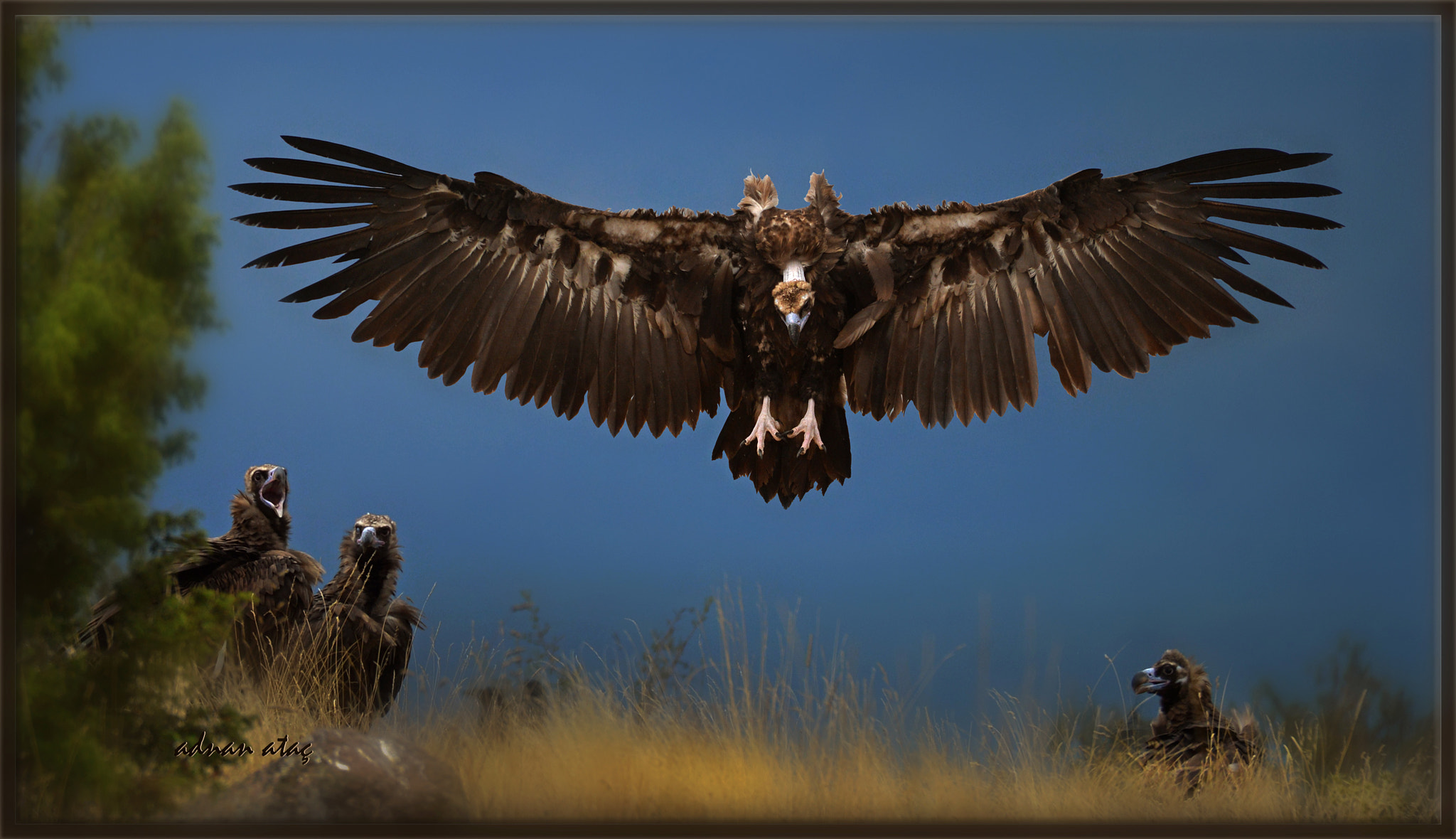 Nikon D4 + Sigma 50-500mm F4.5-6.3 DG OS HSM sample photo. Kara akbaba - cinereous vulture - aegypius monachus photography