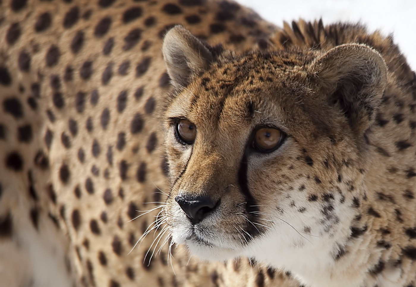 Sigma 150-500mm F5-6.3 DG OS HSM sample photo. Cougar photography