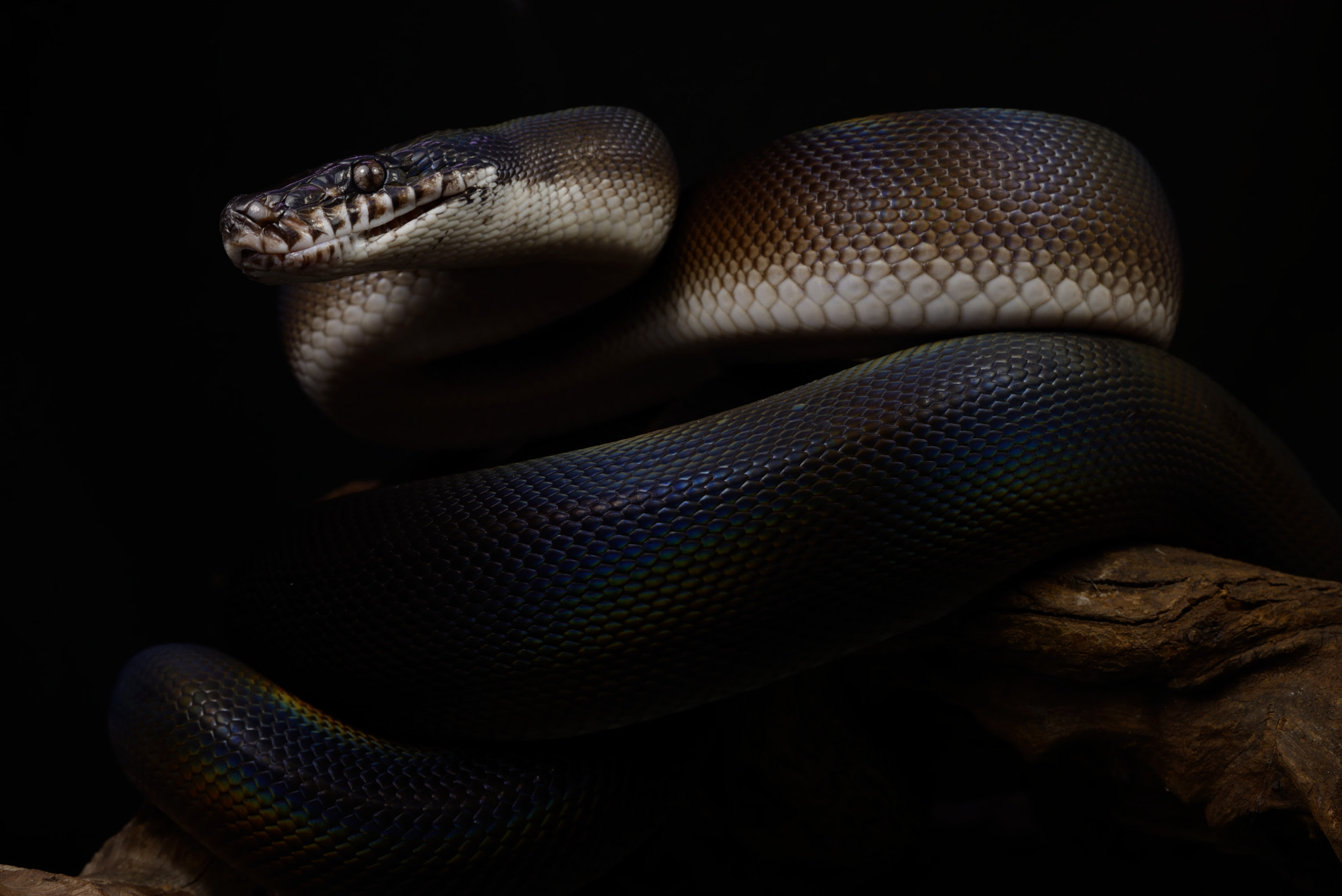 ZEISS Makro-Planar T* 50mm F2 sample photo. Leiopython meridionalis photography