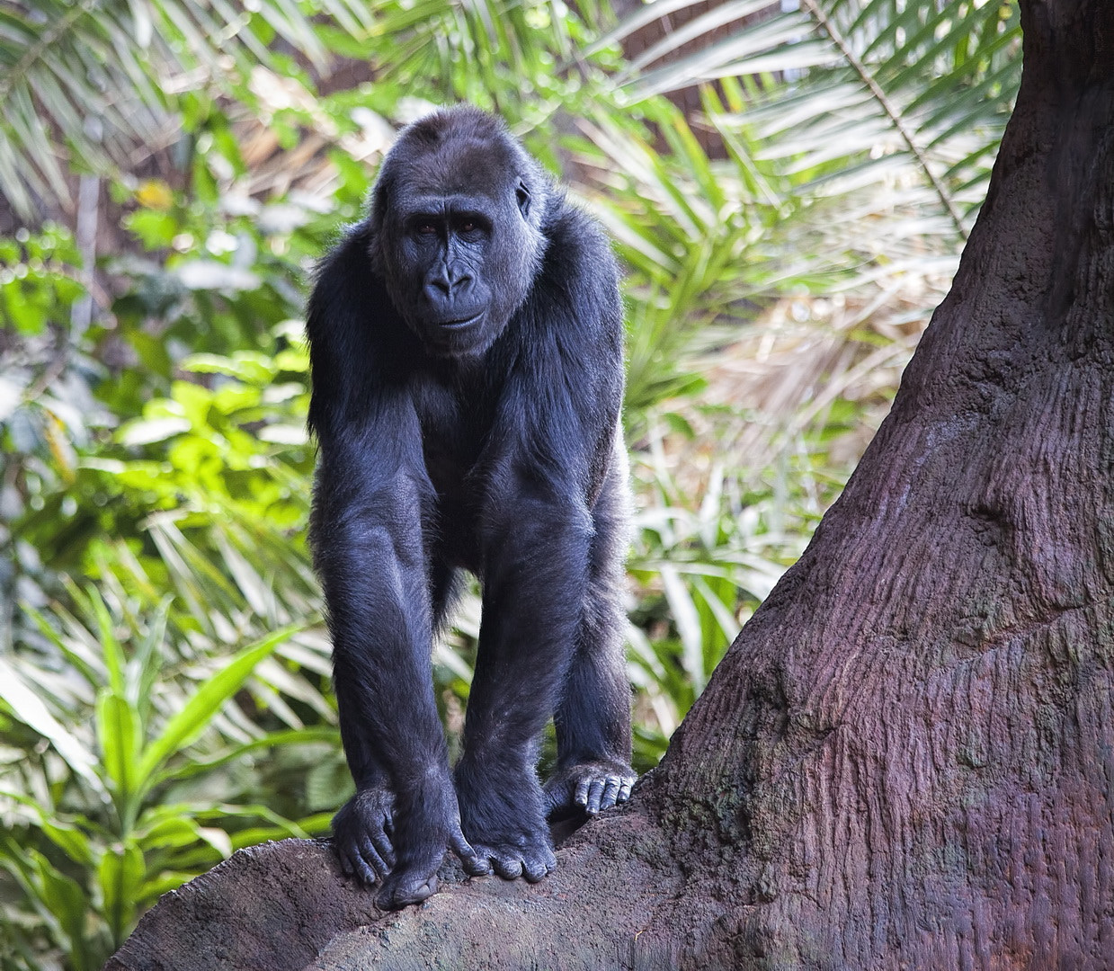 Sigma 150-500mm F5-6.3 DG OS HSM sample photo. Gorilla photography