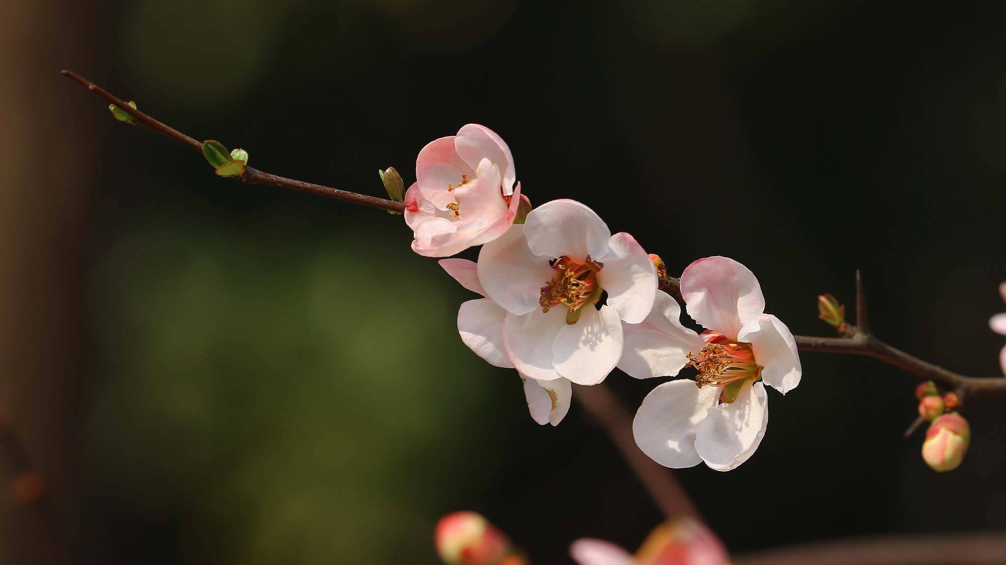 Canon EF 70-300mm F4-5.6L IS USM sample photo