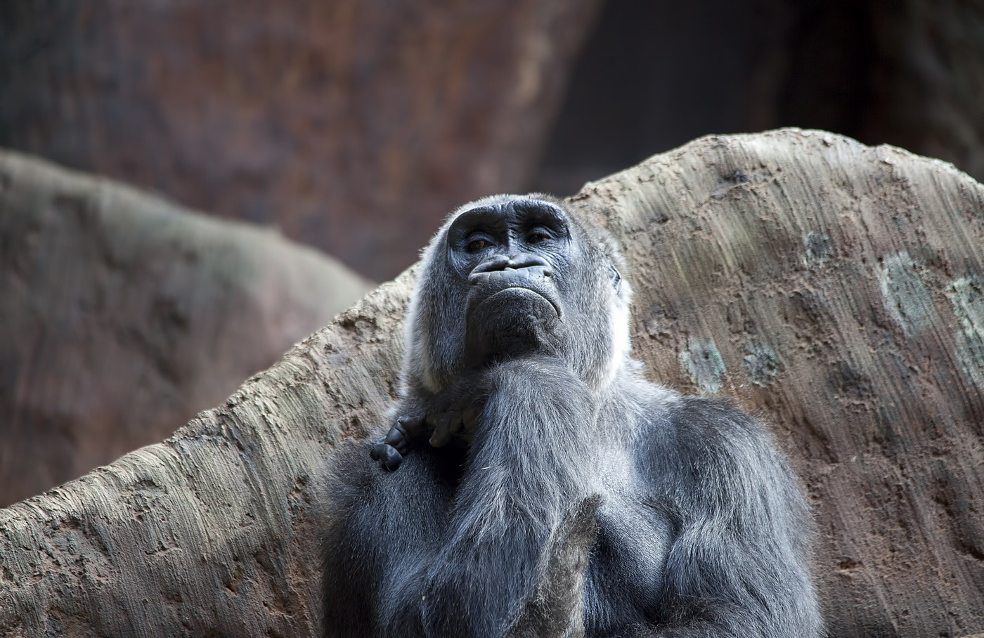 Sigma 150-500mm F5-6.3 DG OS HSM sample photo. Gorilla photography