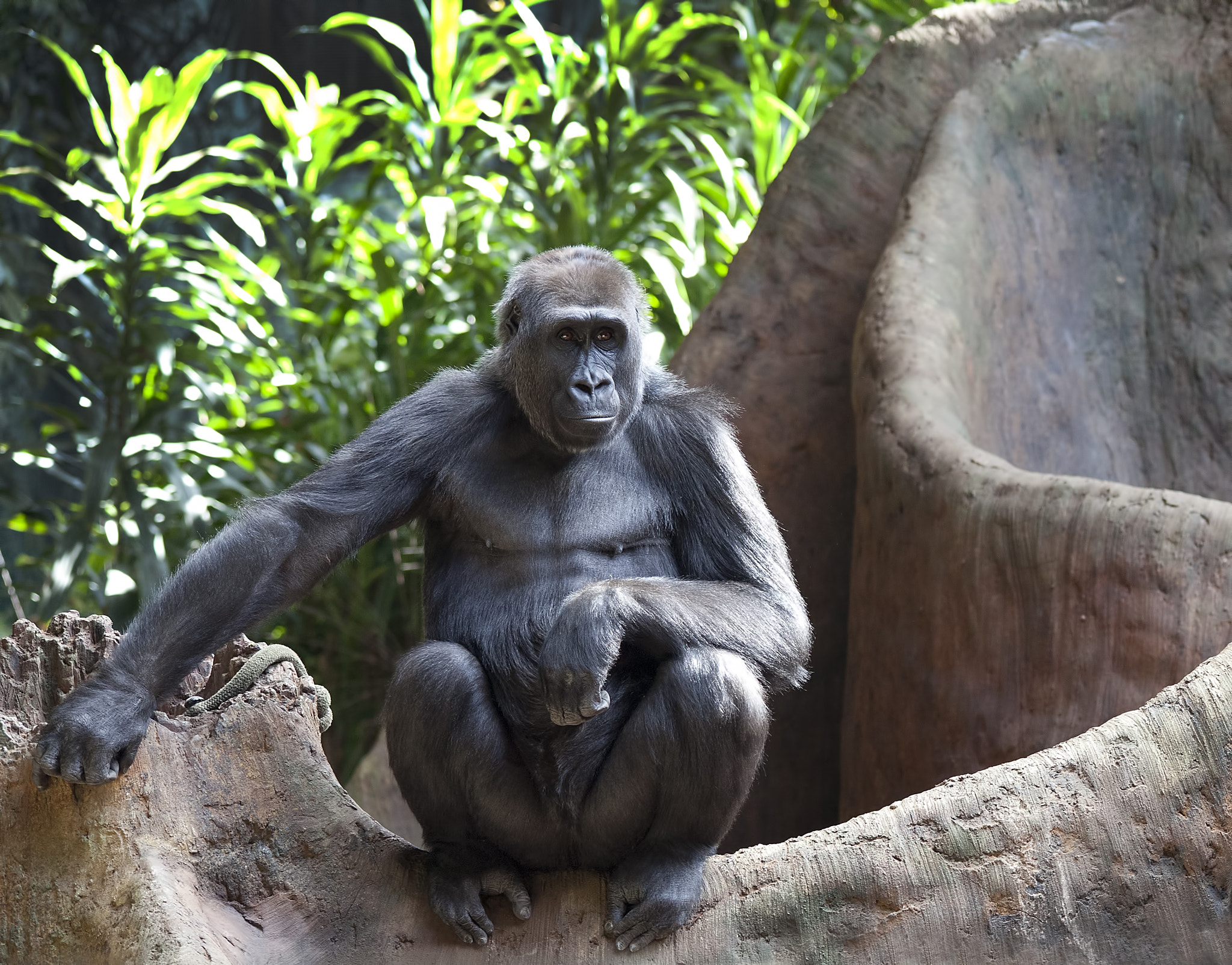Sigma 150-500mm F5-6.3 DG OS HSM sample photo. Gorilla photography