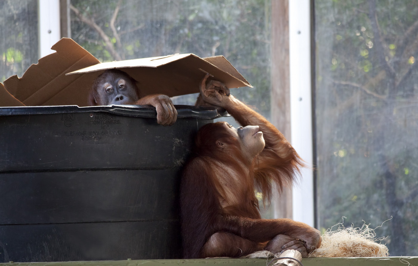 Sigma 150-500mm F5-6.3 DG OS HSM sample photo. Orangutan photography