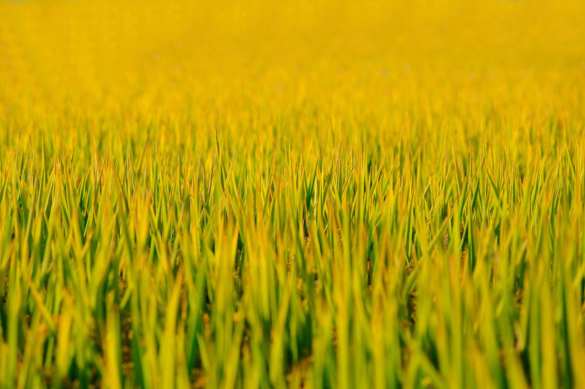 Nikon D700 + AF Zoom-Nikkor 70-210mm f/4 sample photo. The golden rice fields photography