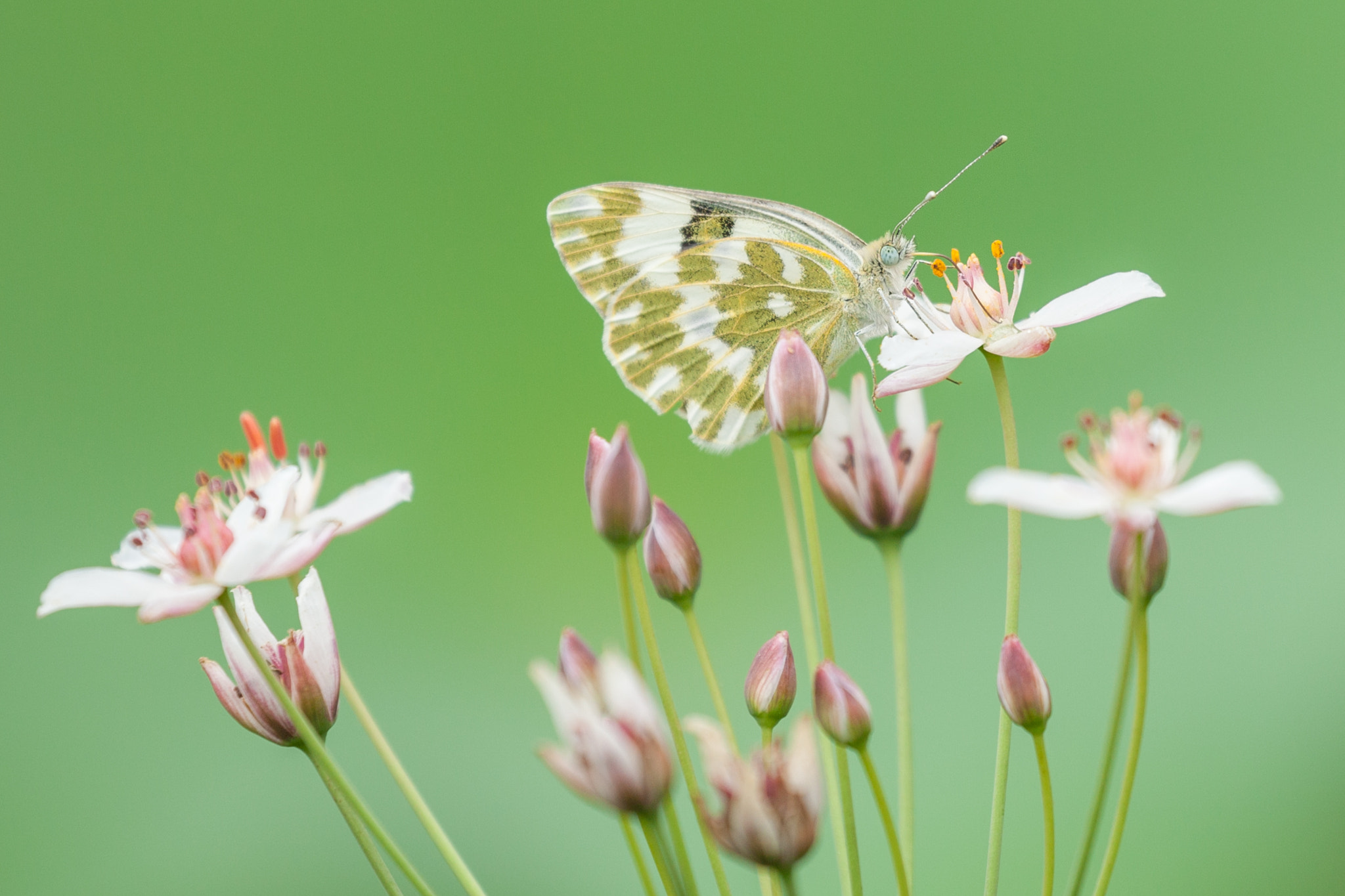 Canon EF 100-400mm F4.5-5.6L IS II USM sample photo. Butterfly and flowers photography