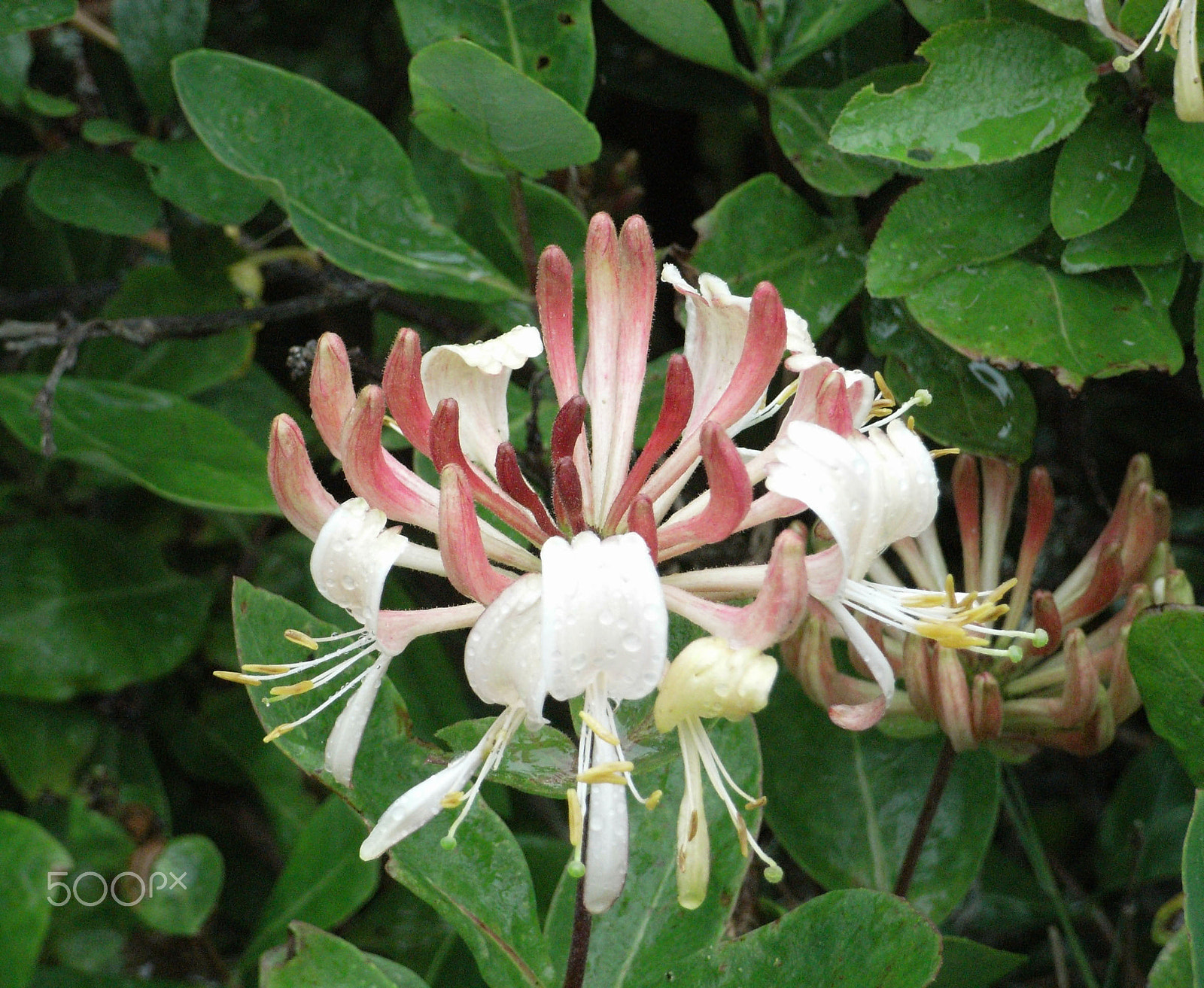Ricoh Caplio R5 sample photo. Wild honeysuckle photography