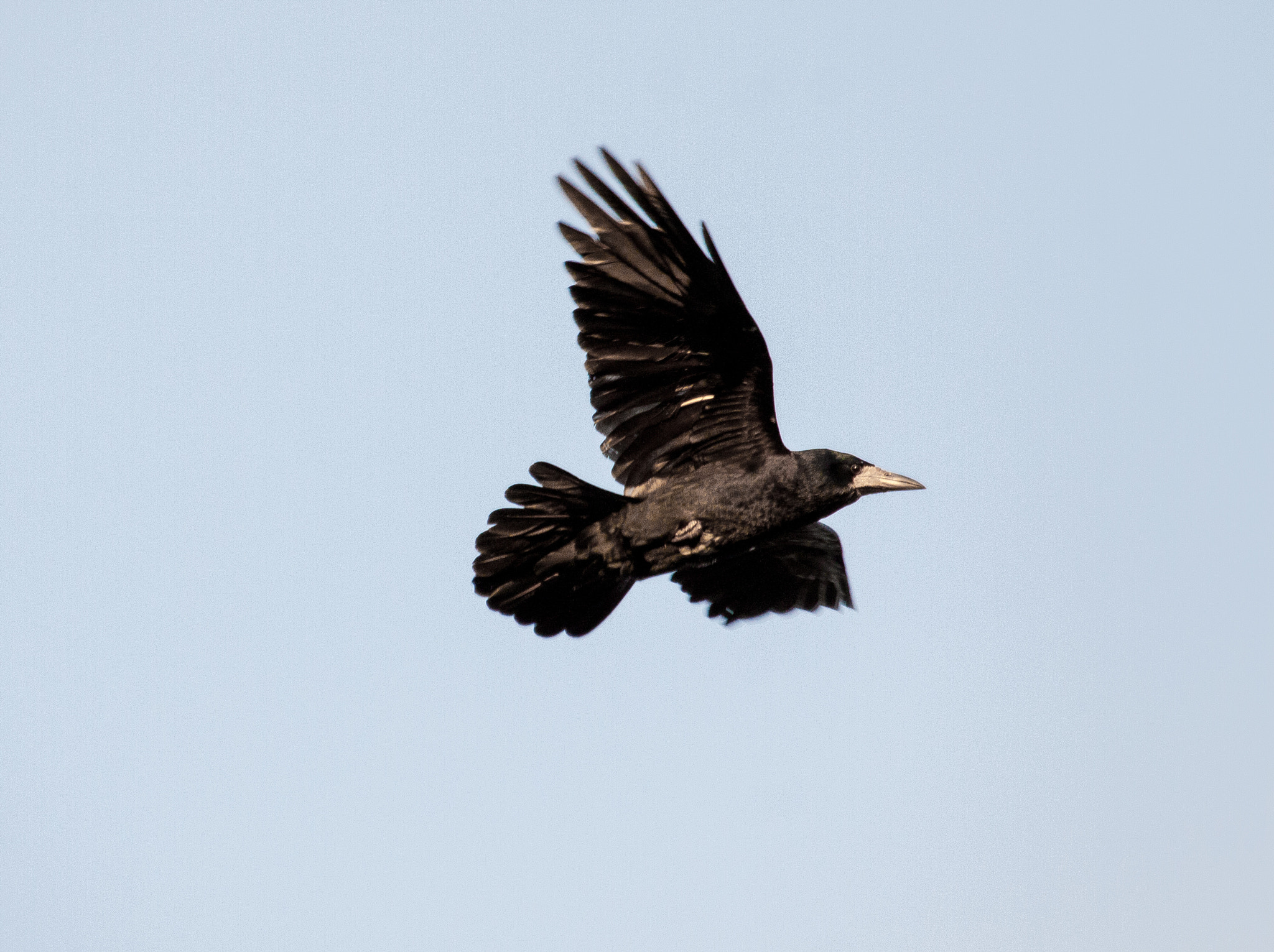 Canon EF 100-400mm F4.5-5.6L IS USM sample photo. Saatkrähe im flug / flying rook photography