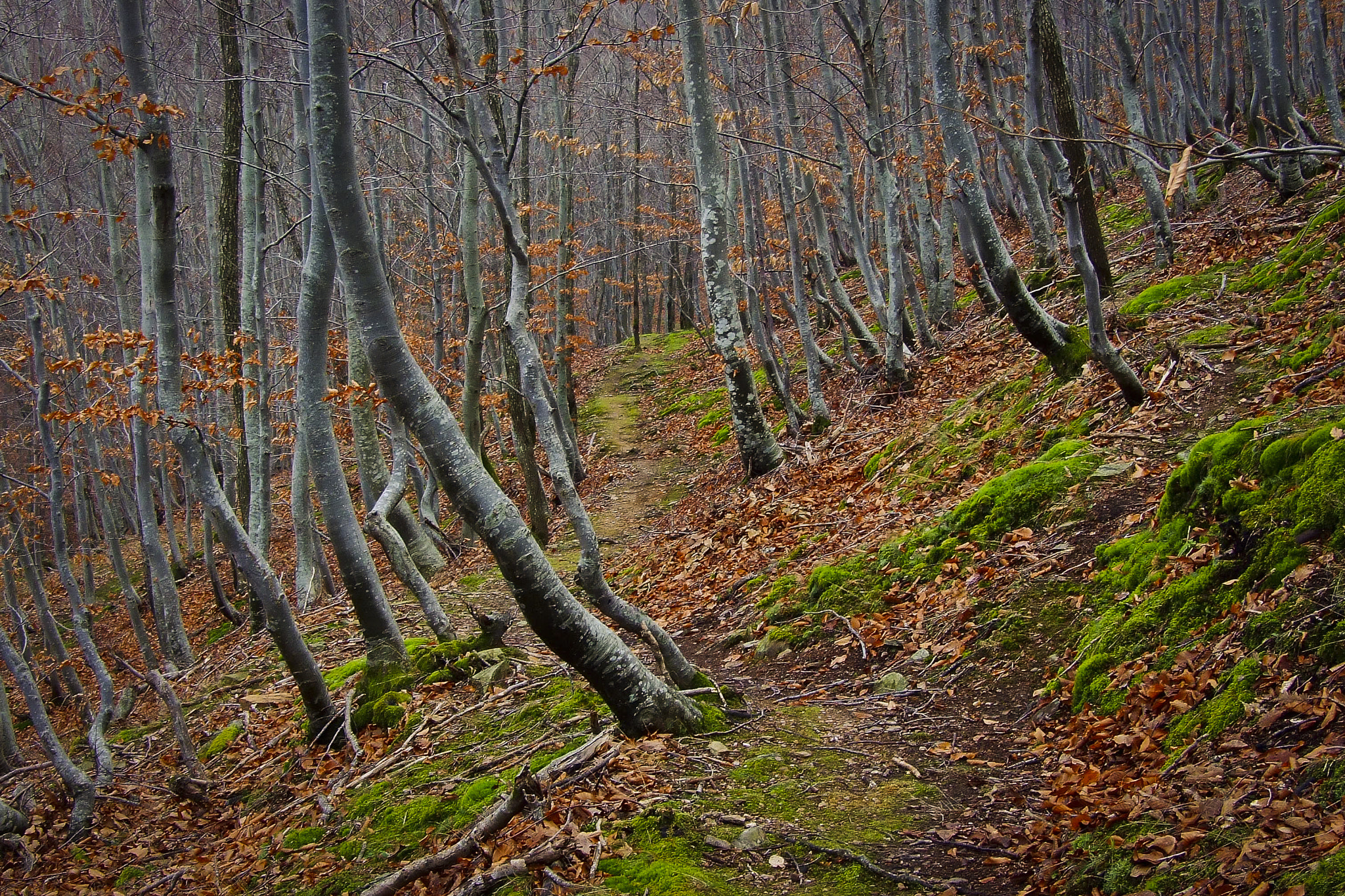 Fujifilm FinePix S6000fd sample photo. Forest near xanthi, north greece. photography