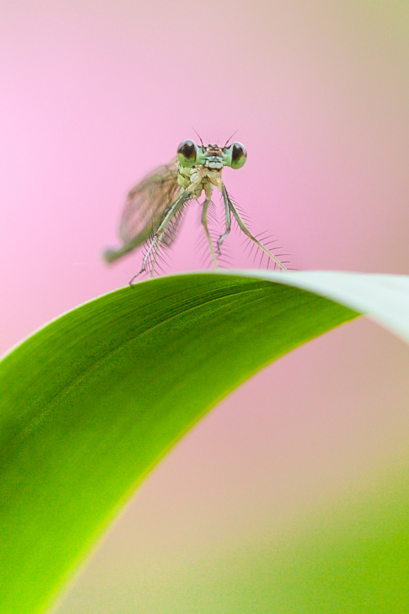 Canon EF 180mm F3.5L Macro USM sample photo. Damselfly photography