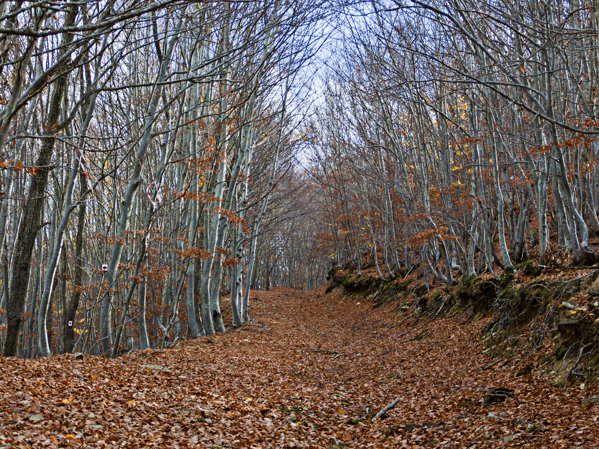 Fujifilm FinePix S6000fd sample photo. Forest near xanthi, north greece. photography