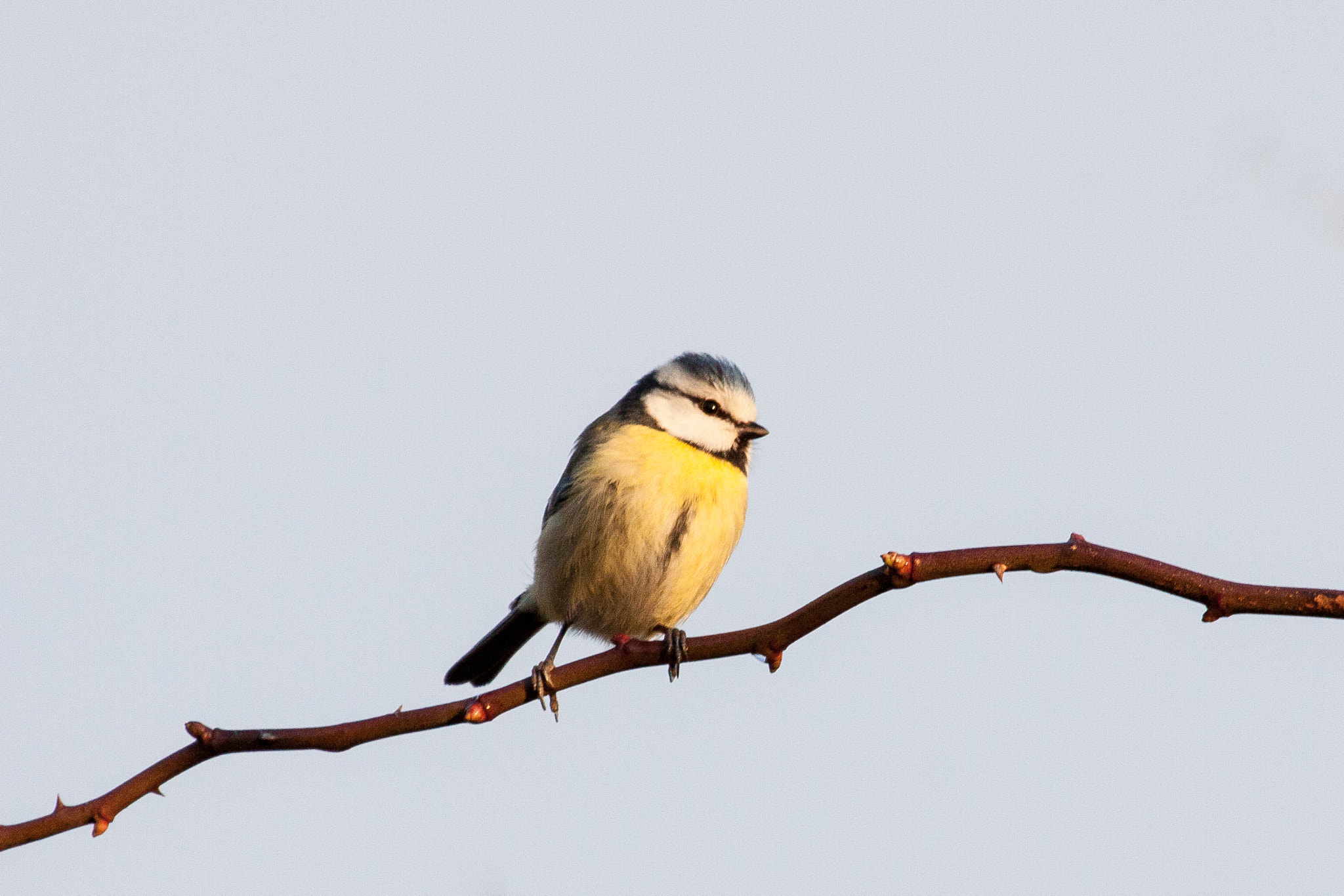 Canon EF 100-400mm F4.5-5.6L IS USM sample photo. Blaumeise in der abendsonne photography
