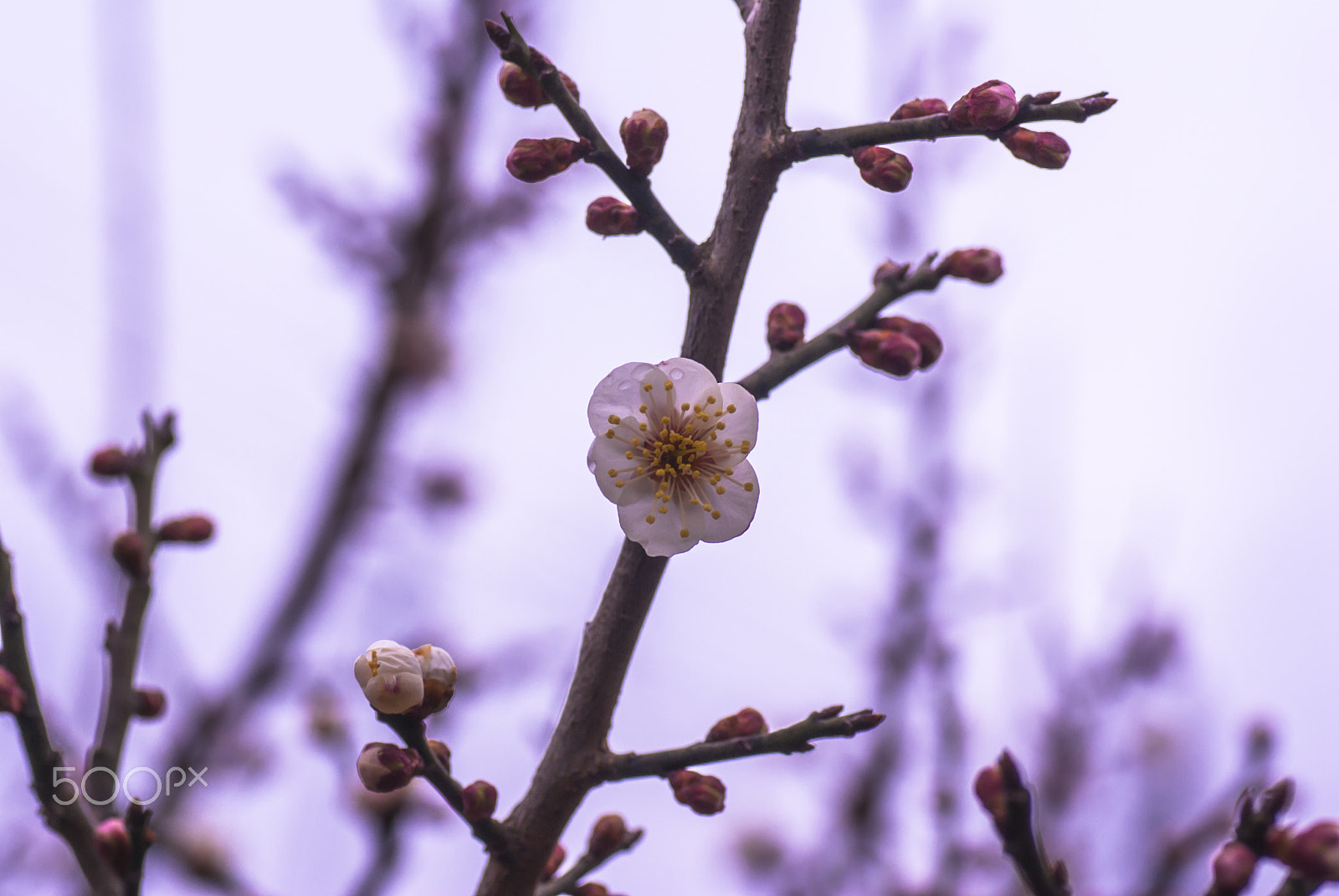 Pentax K10D + Tamron SP AF 90mm F2.8 Di Macro sample photo. "梅花 " baika photography