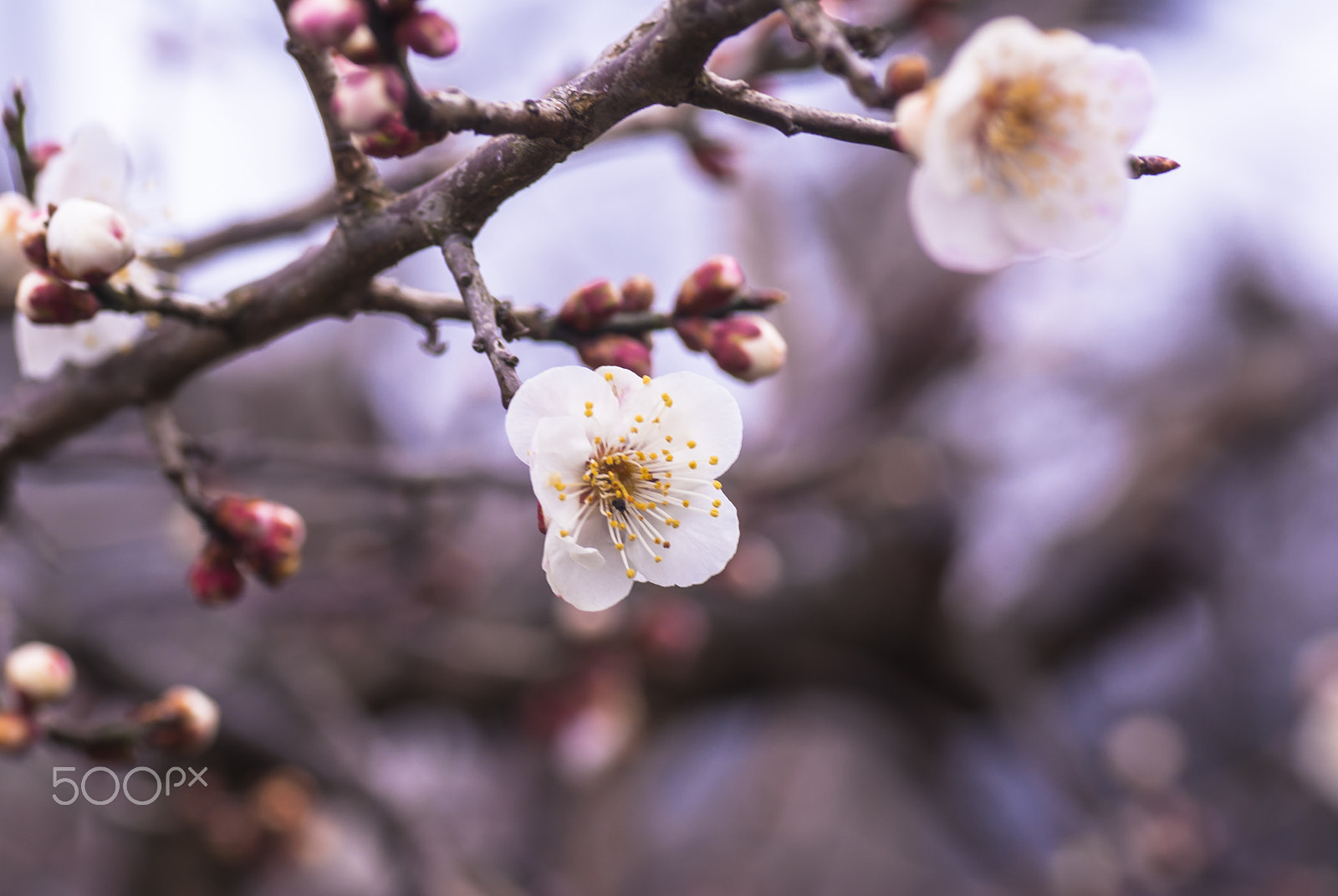 Pentax K10D + Tamron SP AF 90mm F2.8 Di Macro sample photo. "梅花 " baika photography