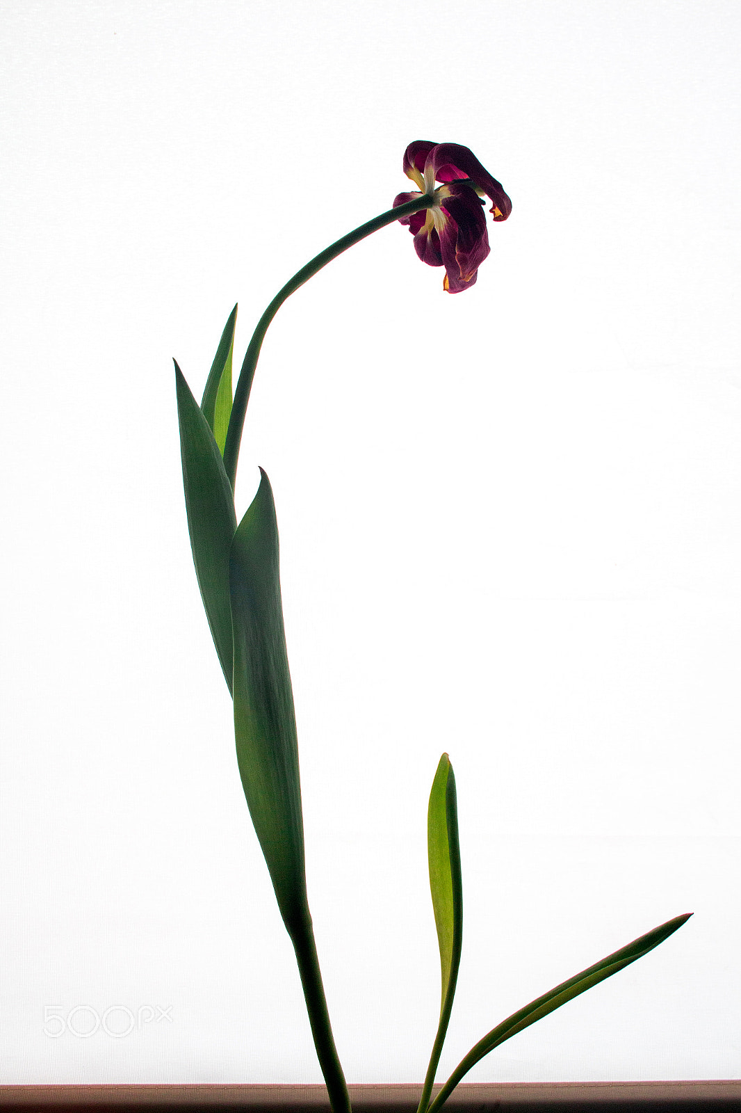 Canon EF-S 18-55mm F3.5-5.6 sample photo. Beauty fade photography