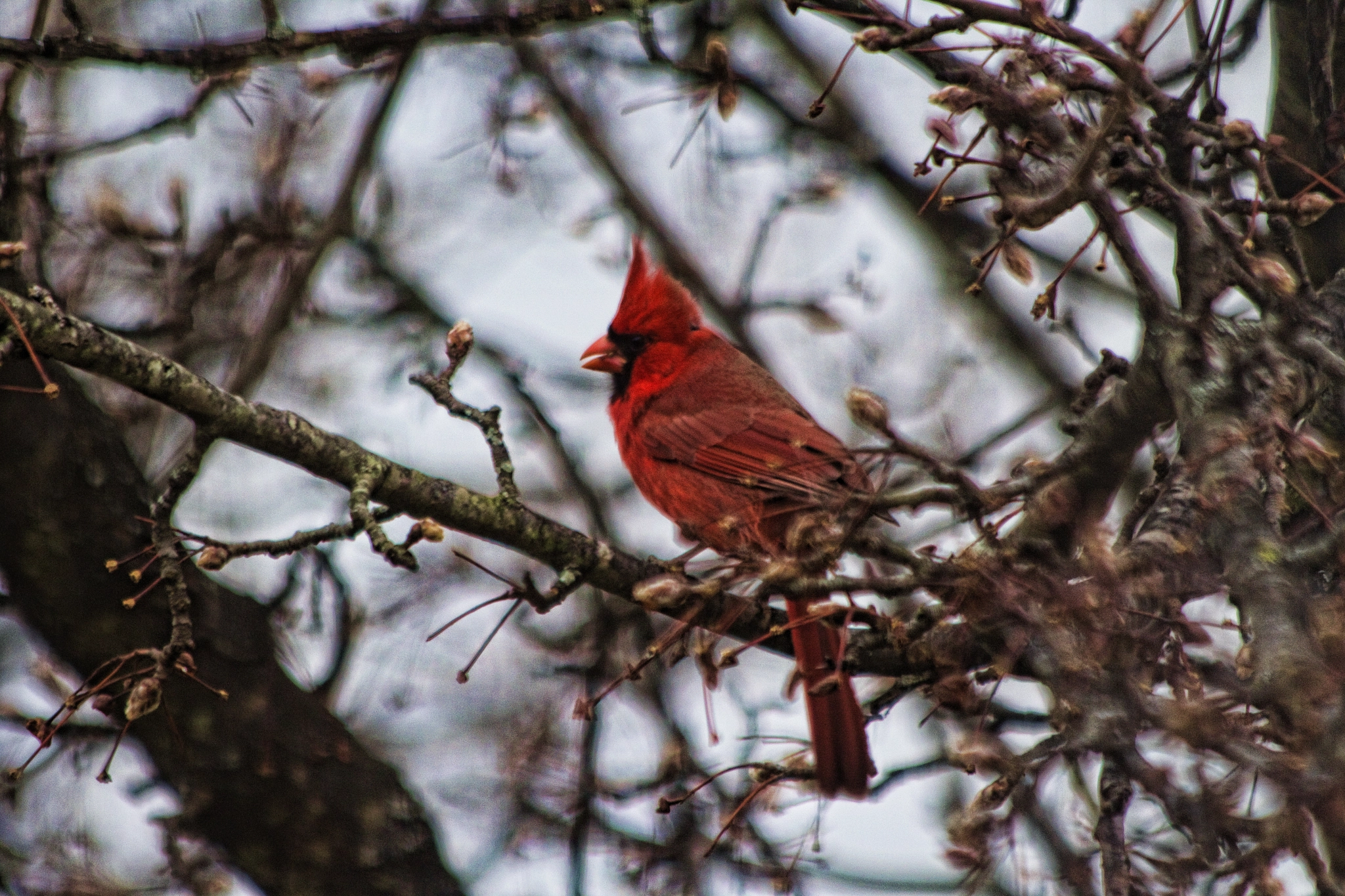 Canon EF 70-300mm F4-5.6 IS USM sample photo. Cardinal photography