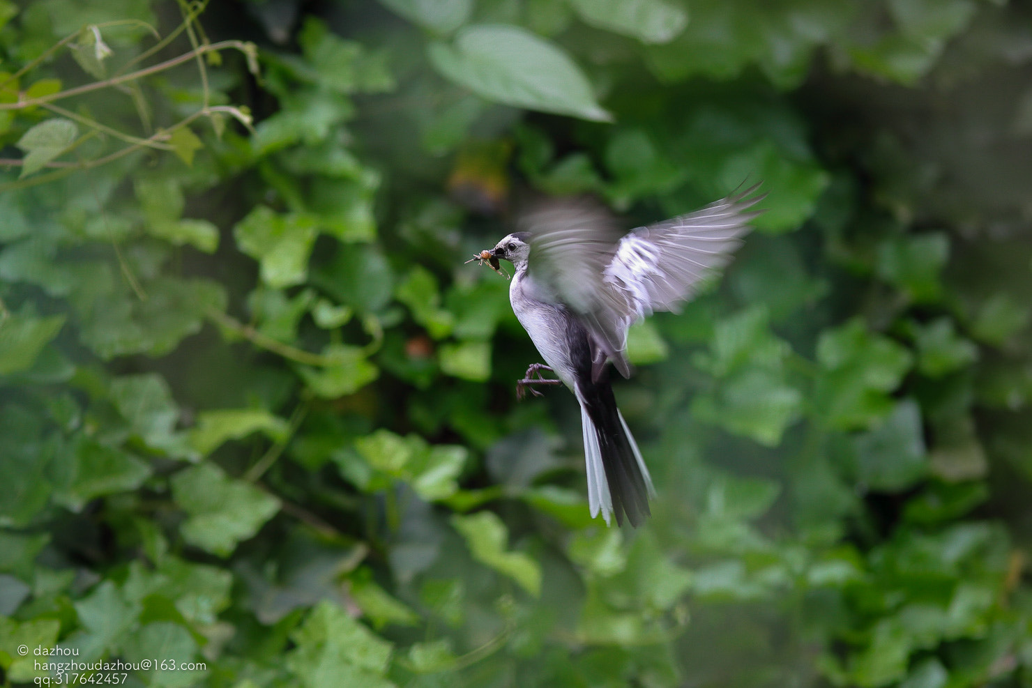 Canon EF 300mm F4L IS USM sample photo. White wagtail photography
