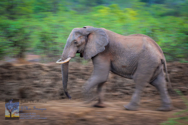 Canon EF 100-400mm F4.5-5.6L IS II USM sample photo. Walking elephant photography