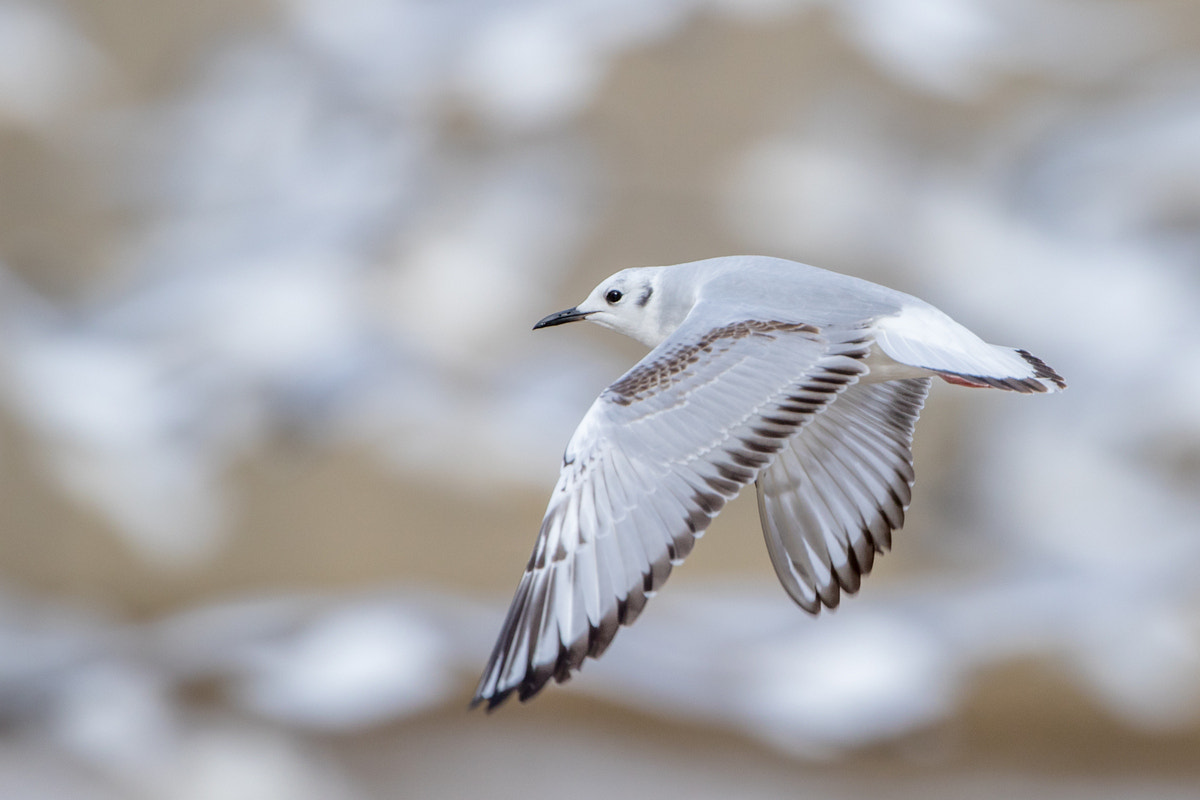 Canon EF 200-400mm F4L IS USM Extender 1.4x sample photo. Bonaparte's gull photography