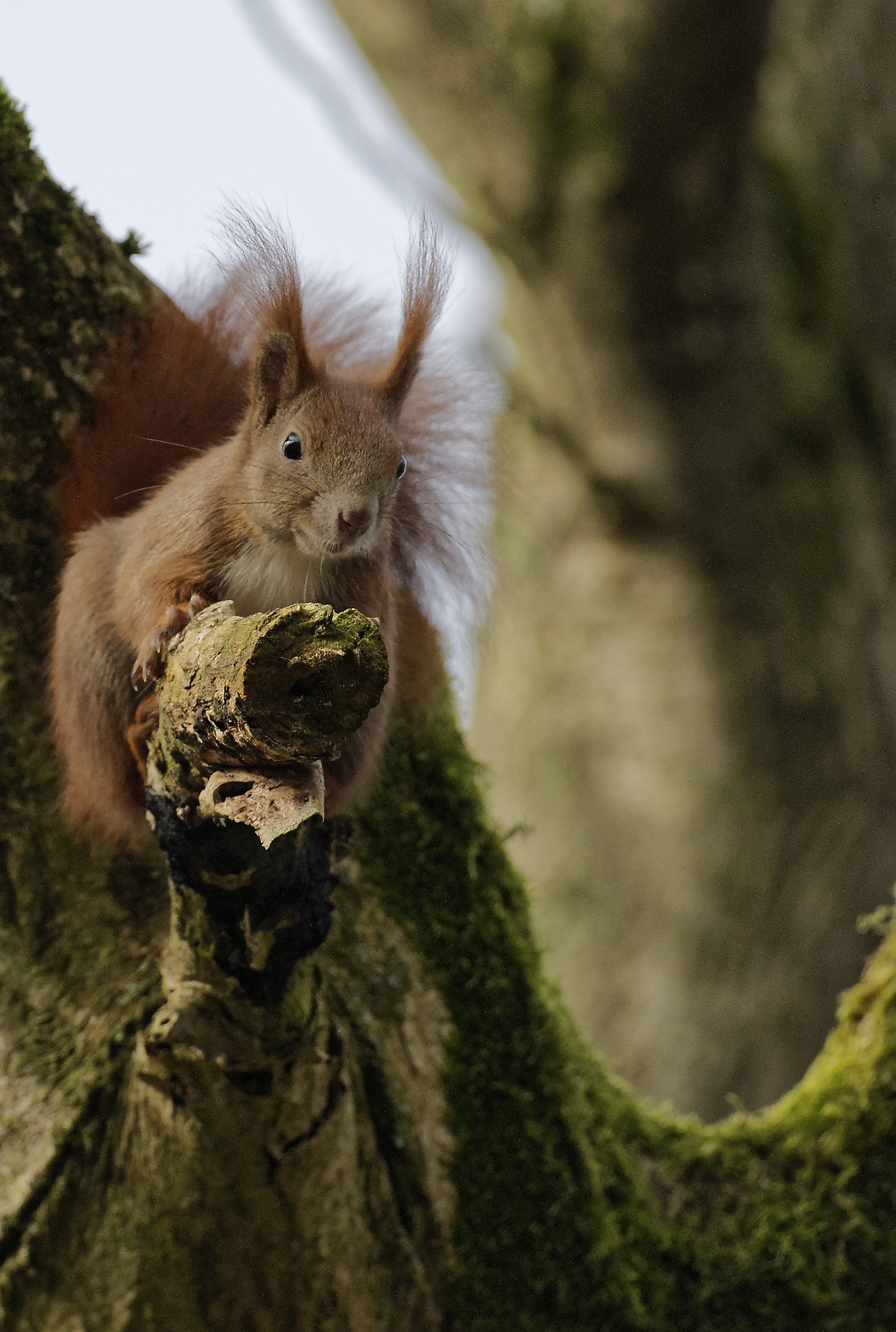 Nikon AF-S Nikkor 200-500mm F5.6E ED VR sample photo. Squirrel on tree photography