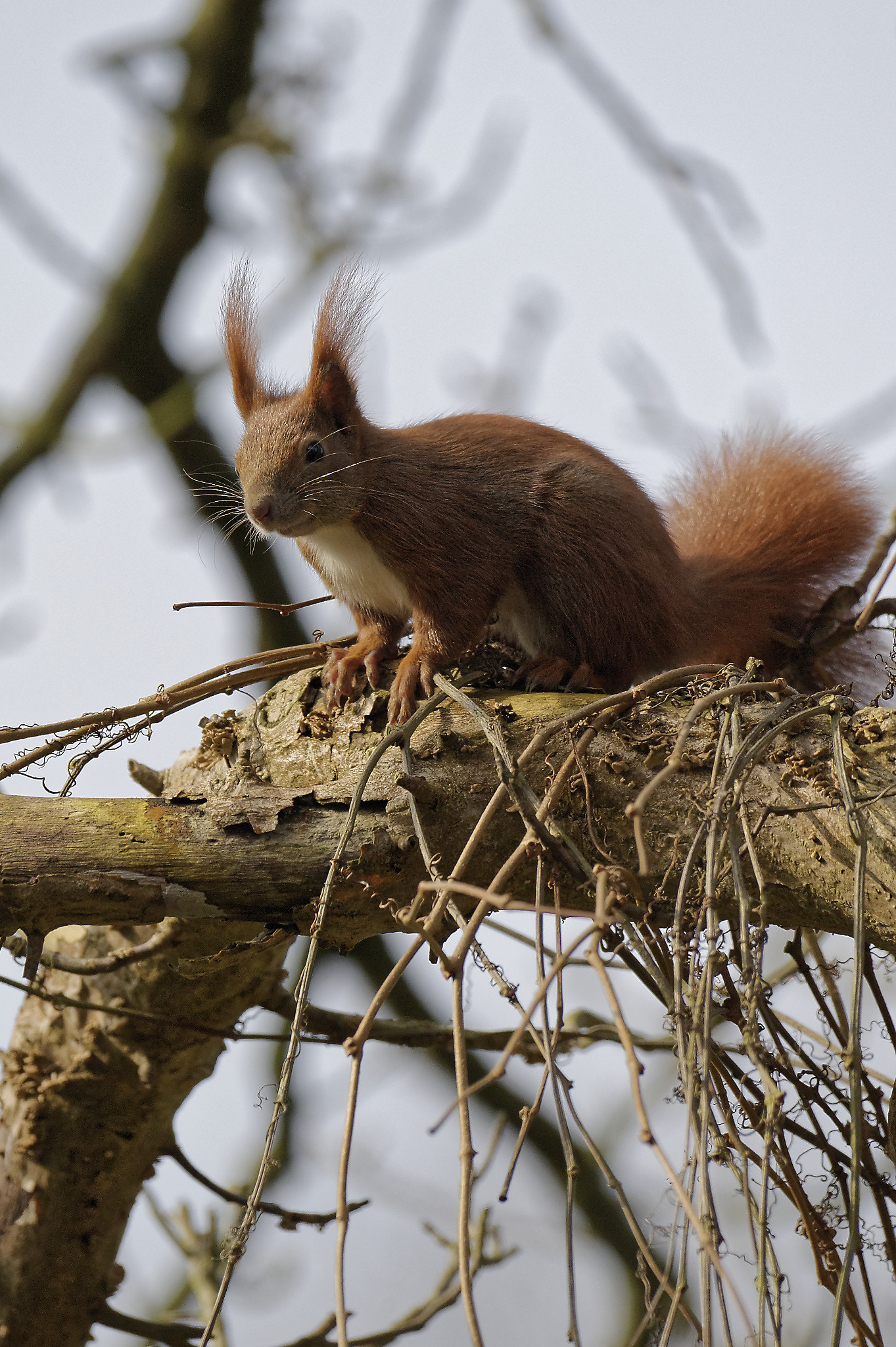 Nikon AF-S Nikkor 200-500mm F5.6E ED VR sample photo. Squirrel on tree ii photography