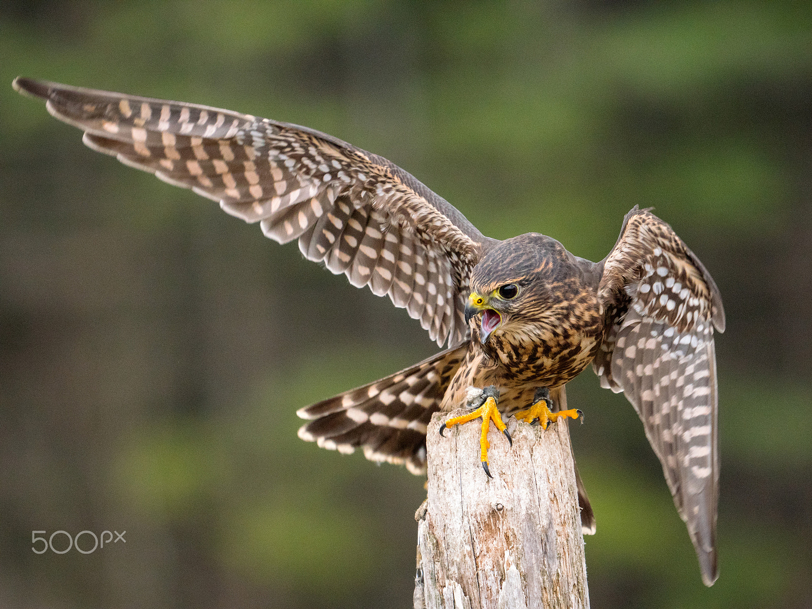 Panasonic Lumix DMC-GX8 + LEICA DG 100-400/F4.0-6.3 sample photo. Falconer's bird photography