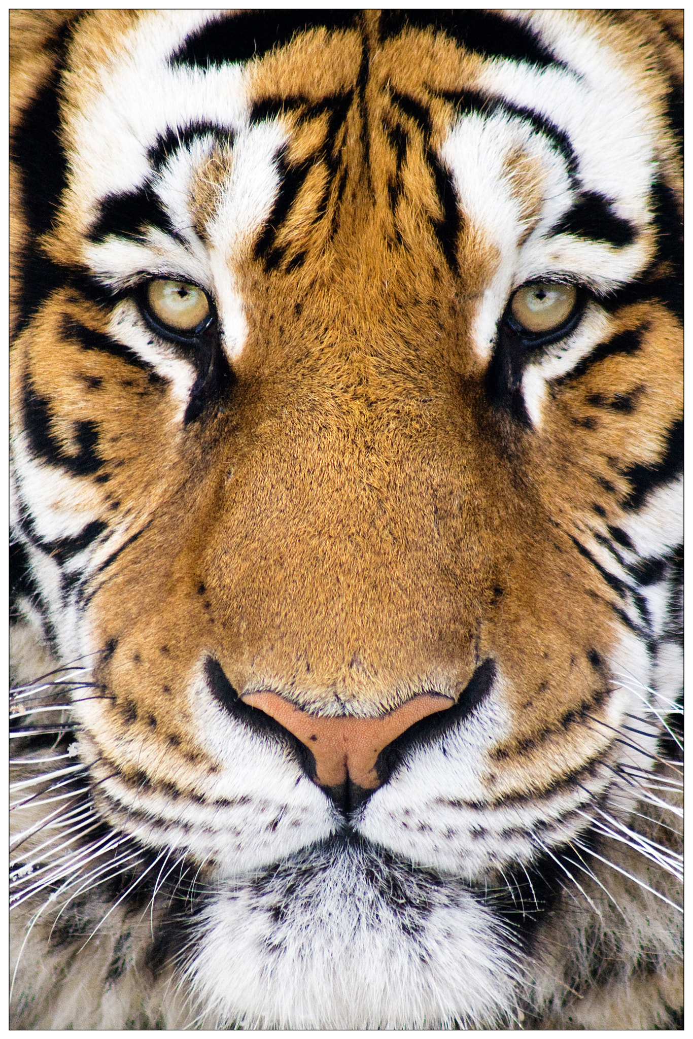 Canon EF 75-300mm f/4-5.6 USM sample photo. Tiger photography
