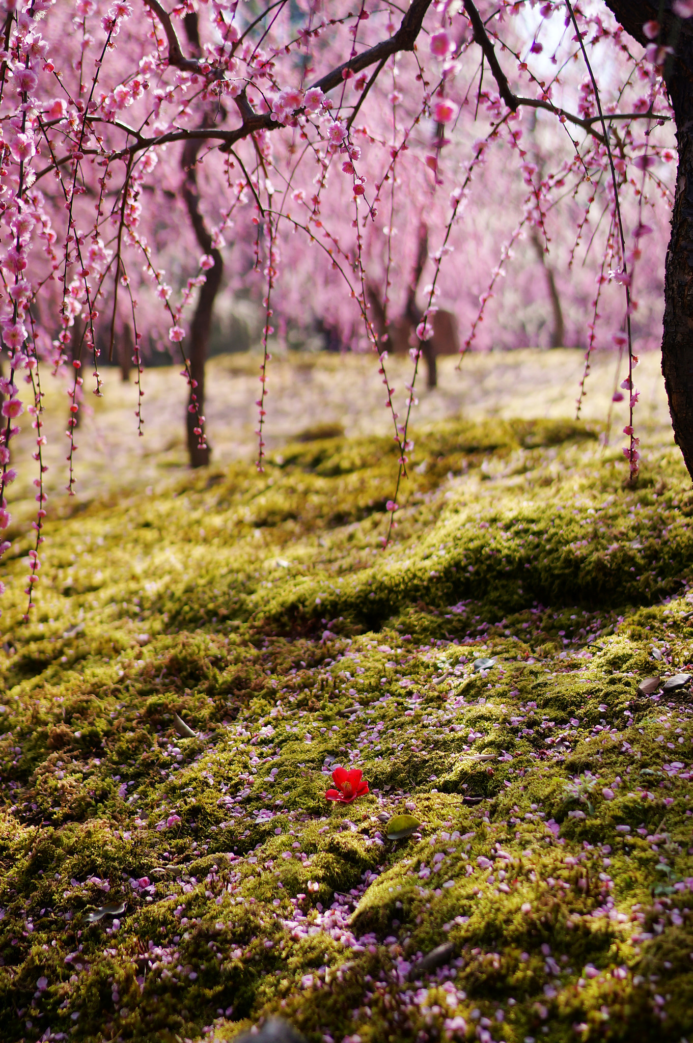 Sony Alpha NEX-6 + Sony Distagon T* FE 35mm F1.4 ZA sample photo. Weeping plum photography