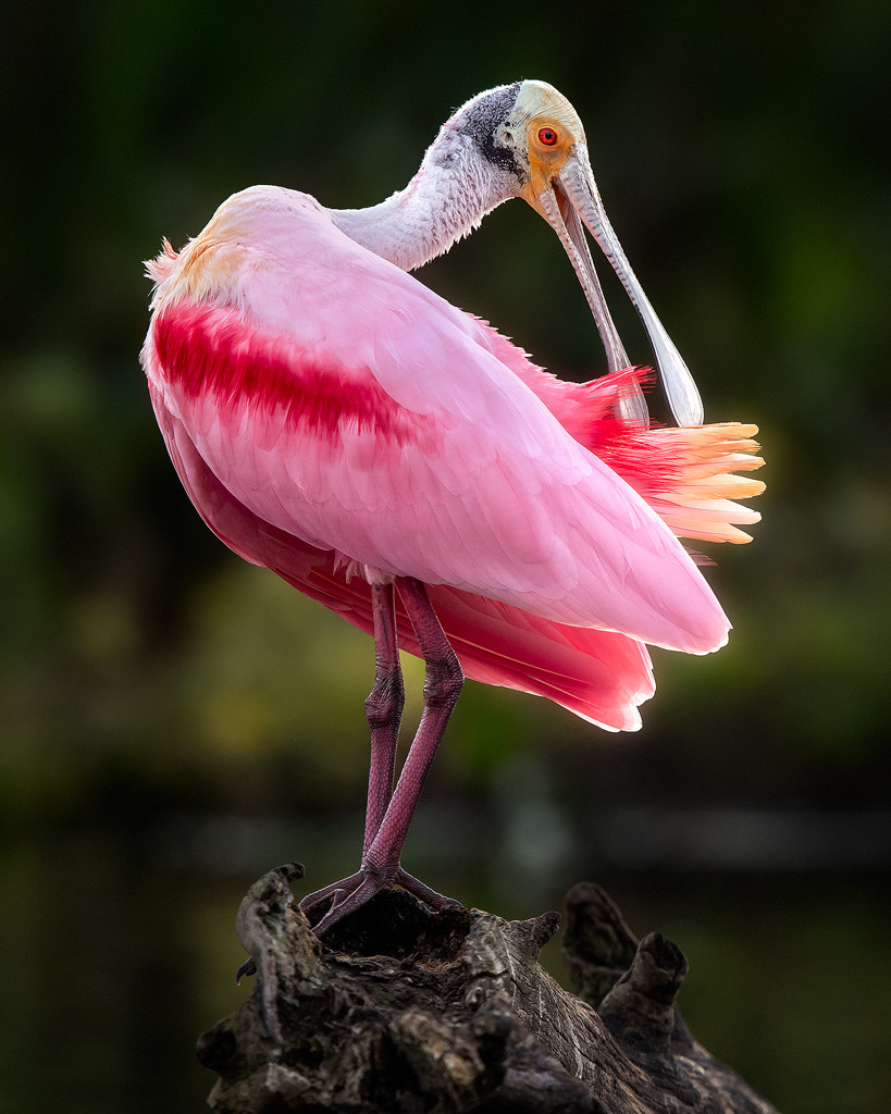 Nikon D7200 + Nikon AF-S Nikkor 600mm F4G ED VR sample photo. Roseate spoonbill preening photography