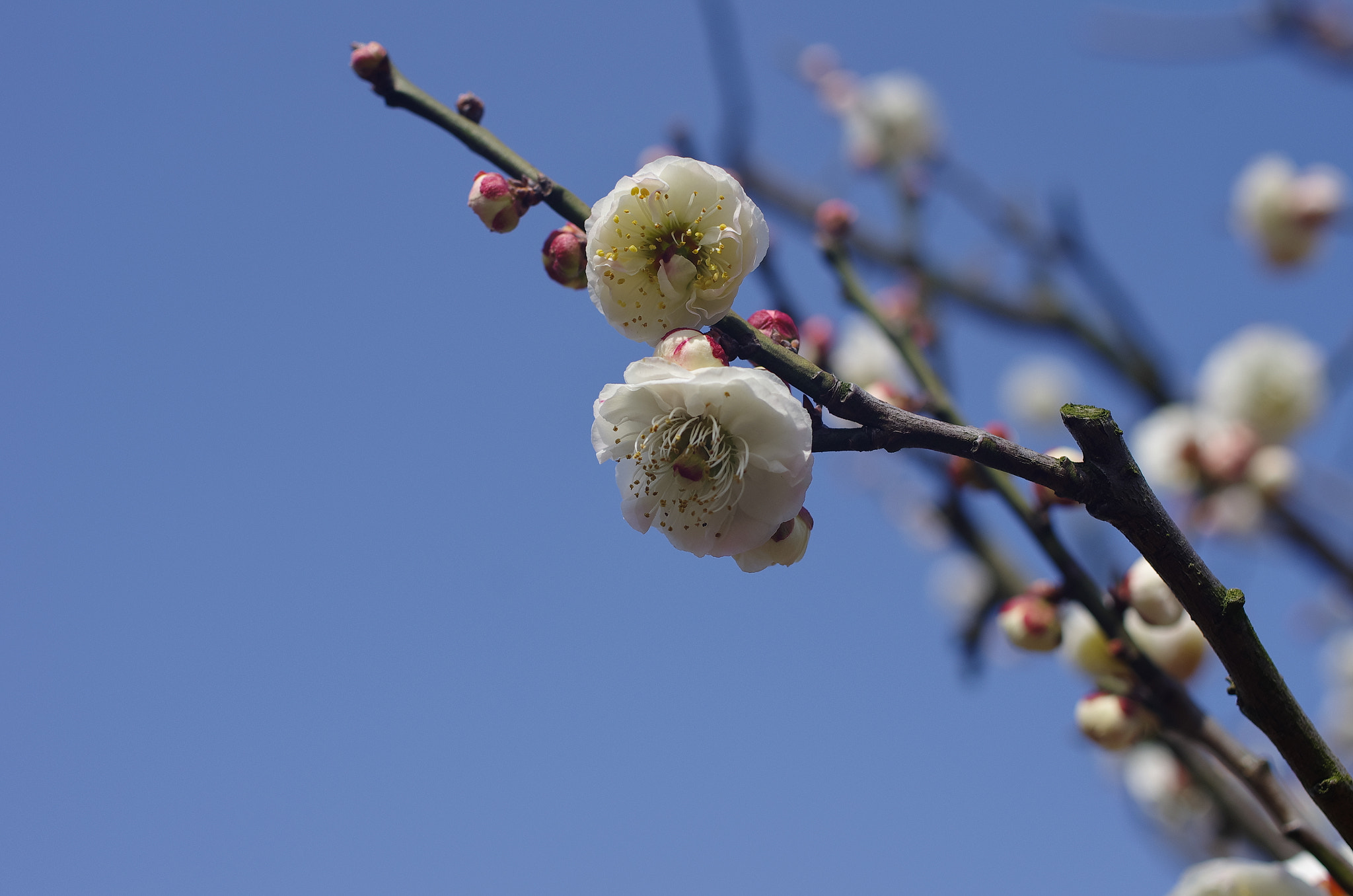 Pentax K-5 + HD Pentax DA 35mm F2.8 Macro Limited sample photo. Flower photography