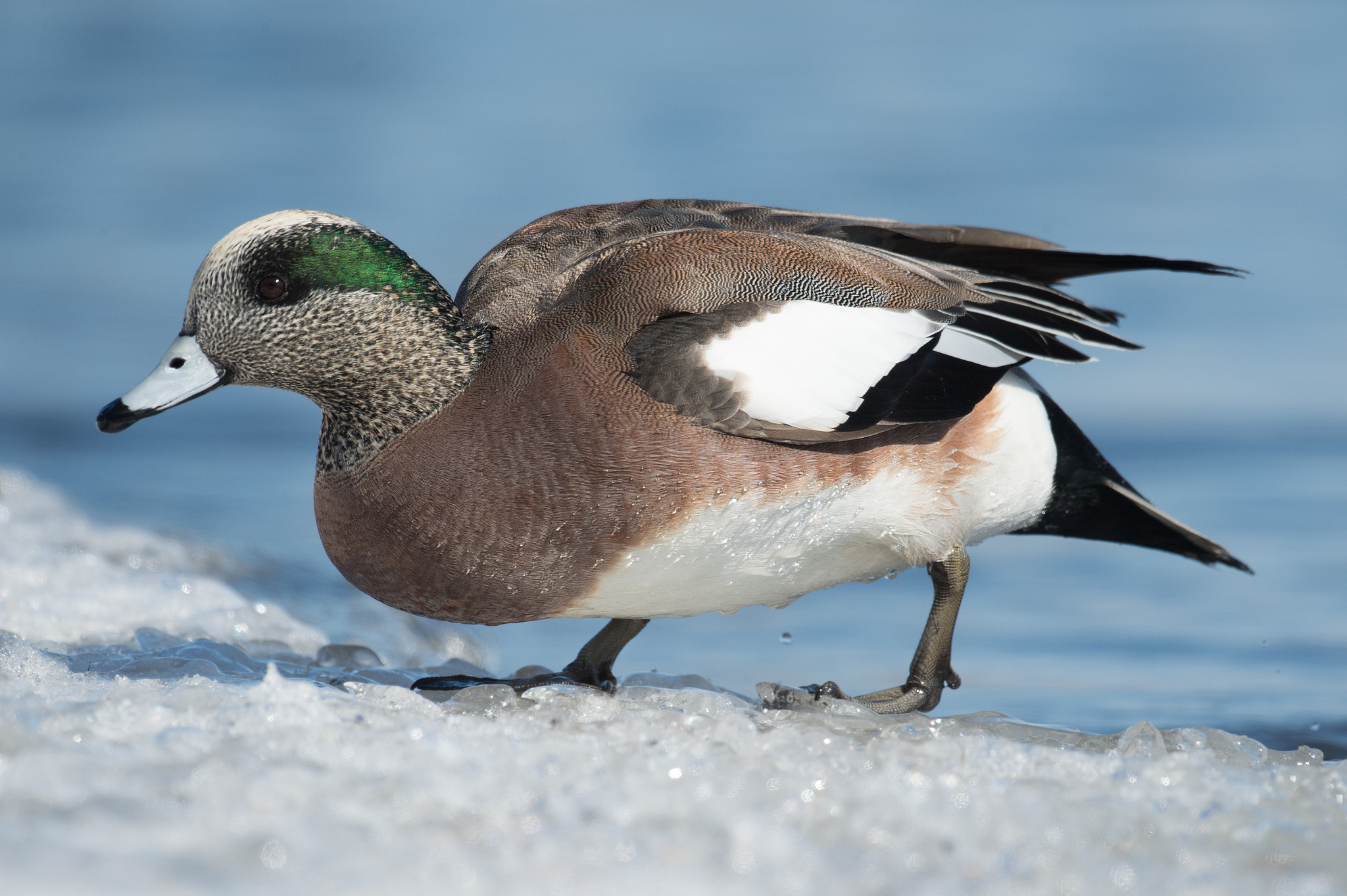 Nikon D4 + Sigma 24-60mm F2.8 EX DG sample photo. Canard d'amerique, anas americana, american wigeon. photography