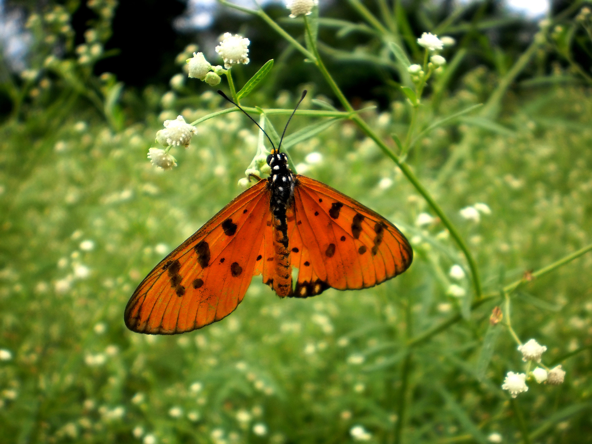 Olympus T105,T100,X36 sample photo. Butterfly... photography