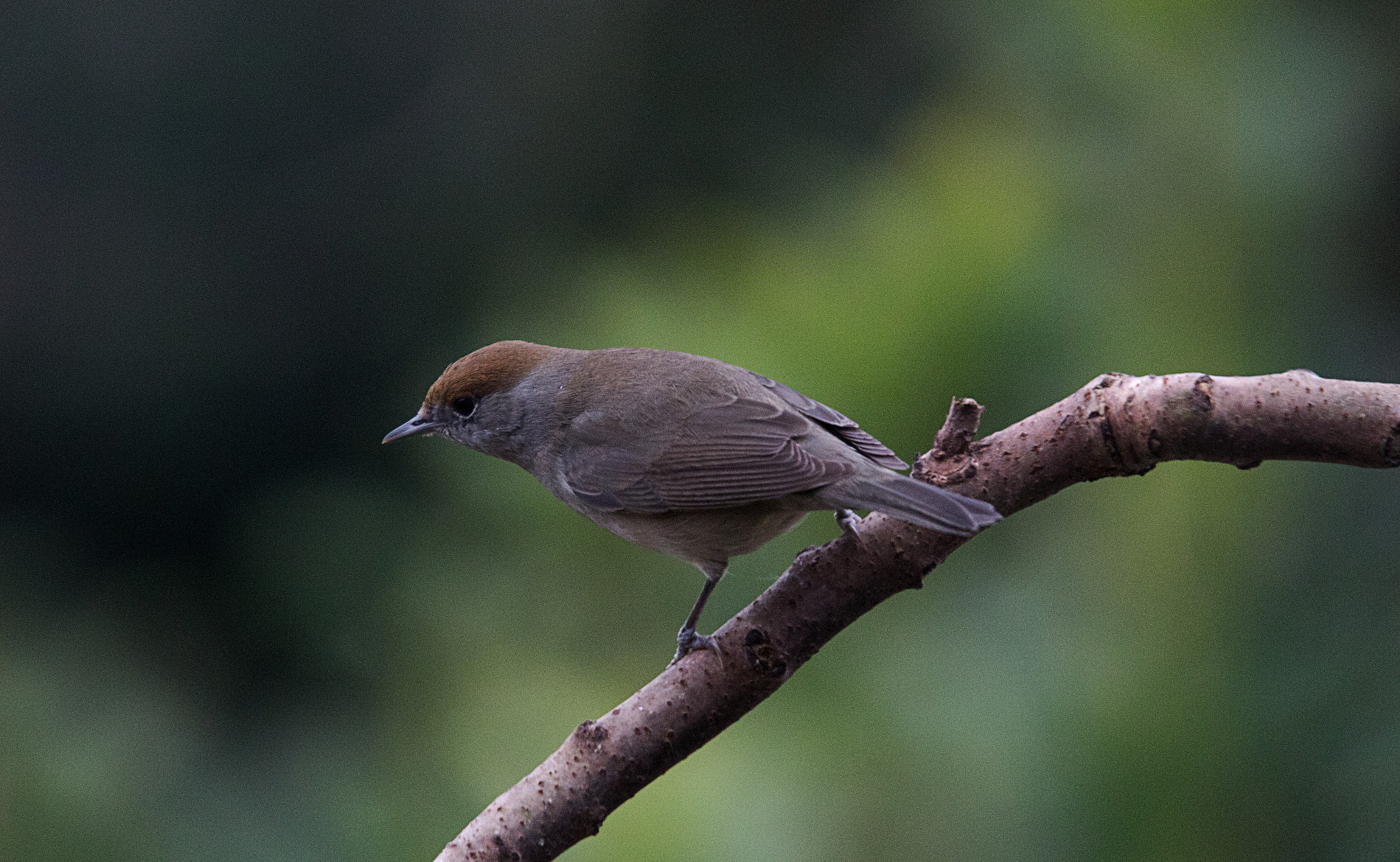 Sigma 50-500mm f/4-6.3 APO HSM EX sample photo. Female blackcap on branch photography