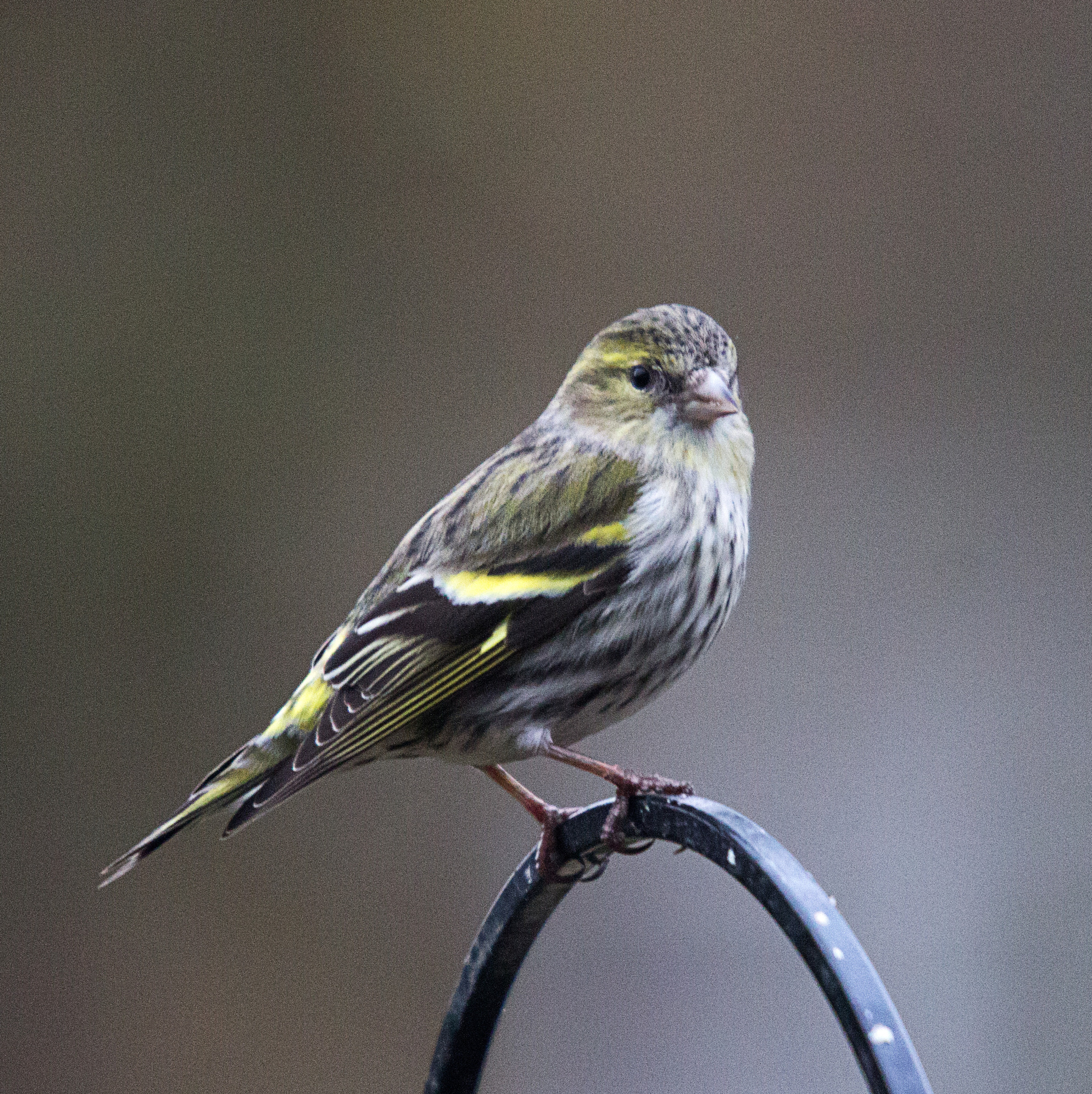 Sigma 50-500mm f/4-6.3 APO HSM EX sample photo. Sikin photography