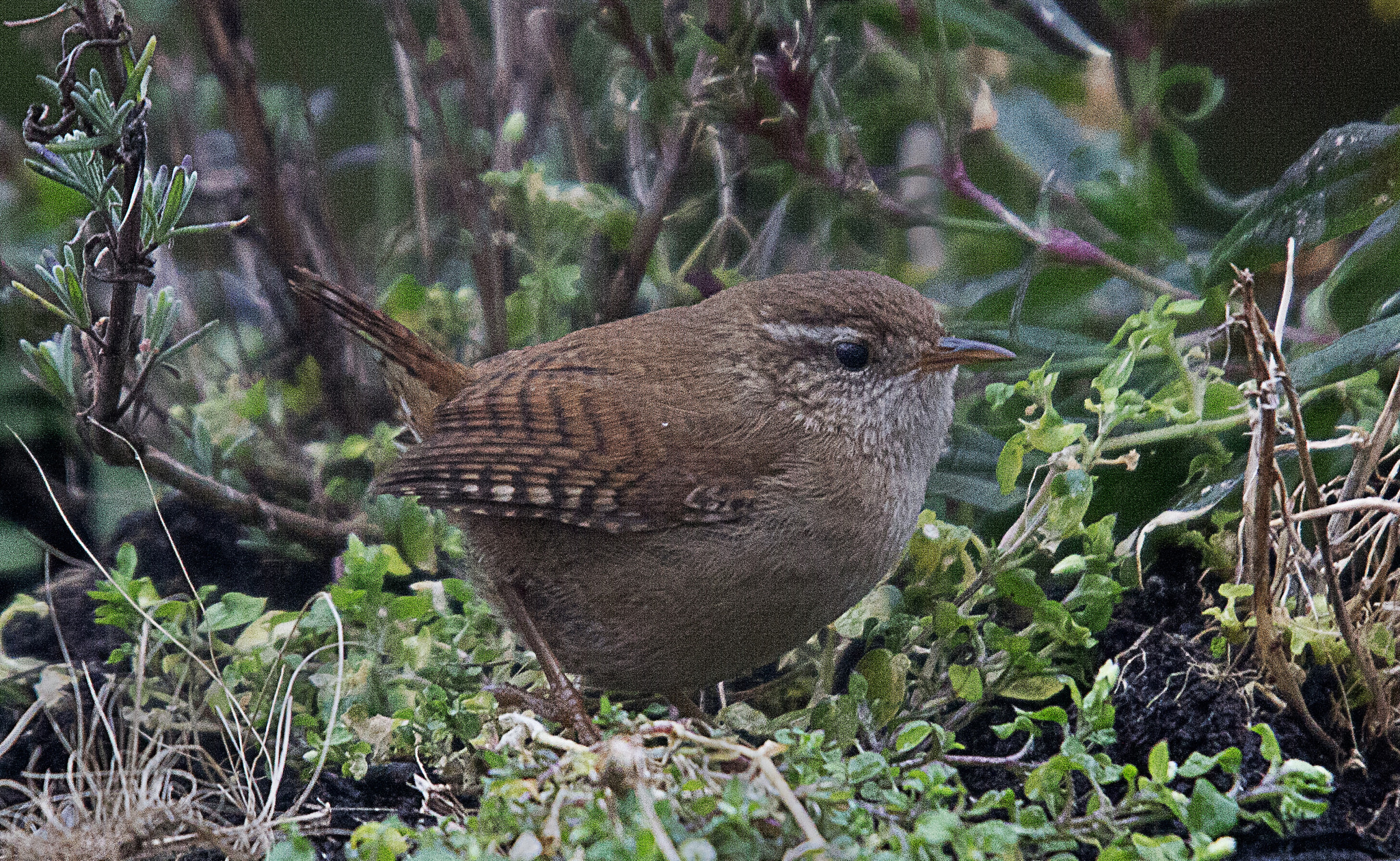 Sigma 50-500mm f/4-6.3 APO HSM EX sample photo. Wren photography