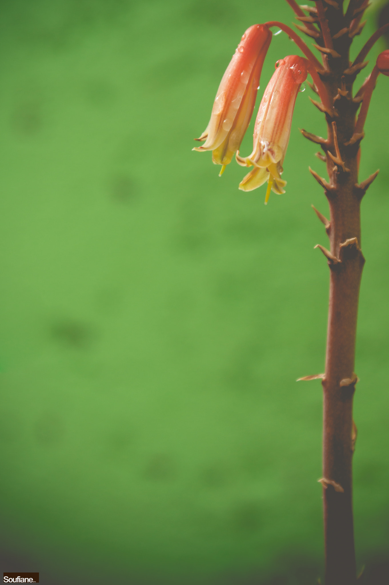 Canon EF 28-105mm f/3.5-4.5 USM sample photo. Another raining day ! photography
