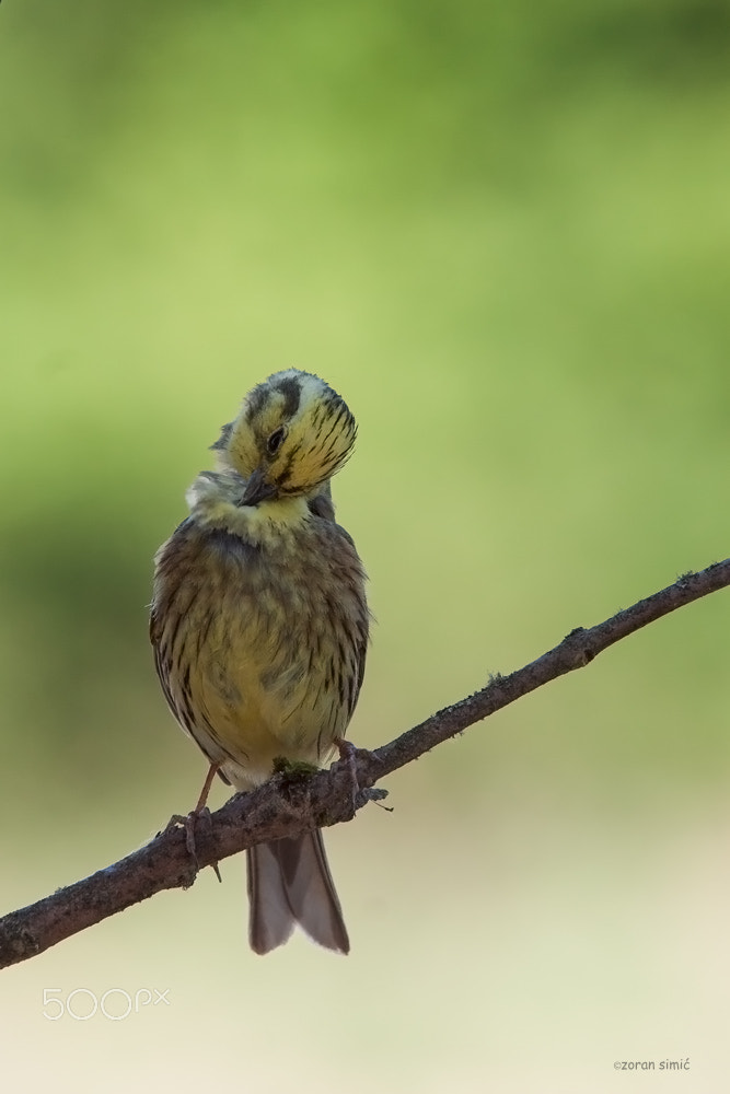 Sigma 50-500mm f/4-6.3 APO HSM EX sample photo. Emberiza citrinella (yellowhammer) photography