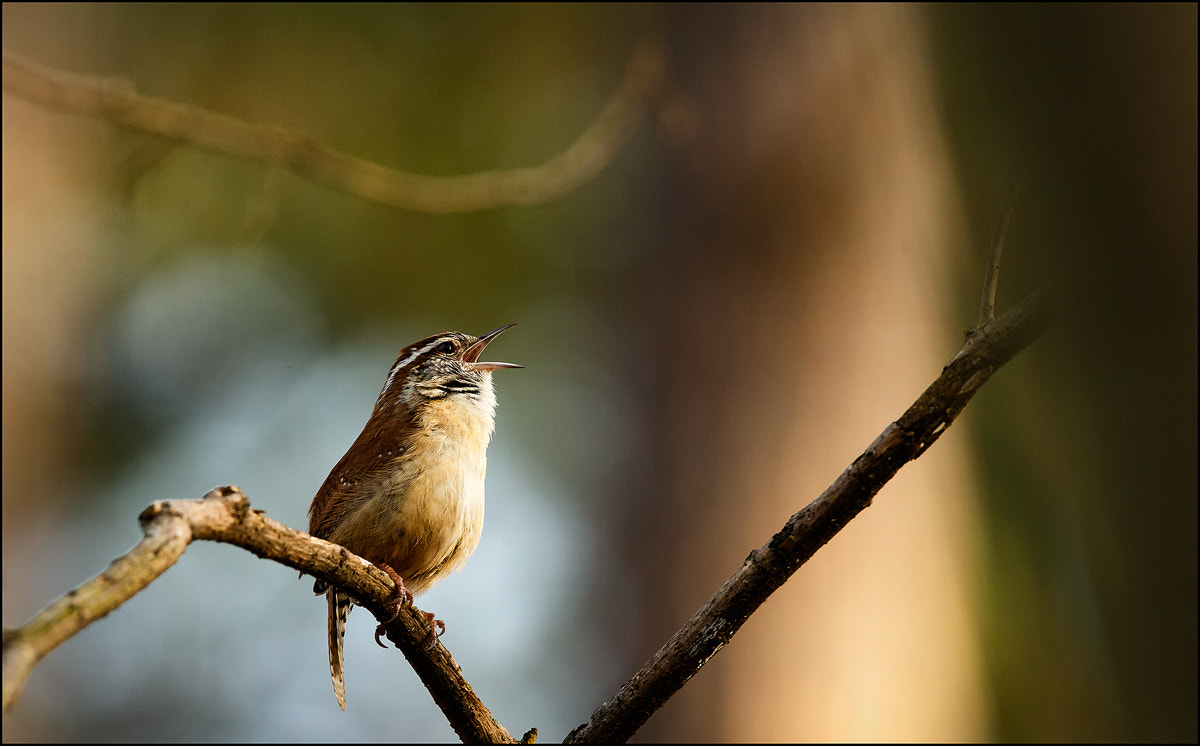 Canon EF 300mm F2.8L IS USM sample photo. Treetop trilling photography