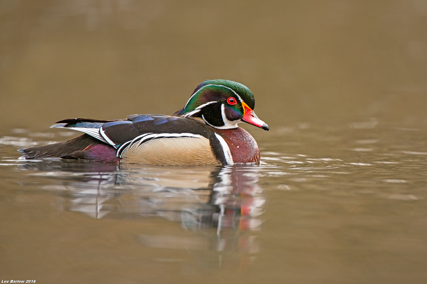 Nikon AF-S Nikkor 200-400mm F4G ED-IF VR sample photo. Male wood duck photography